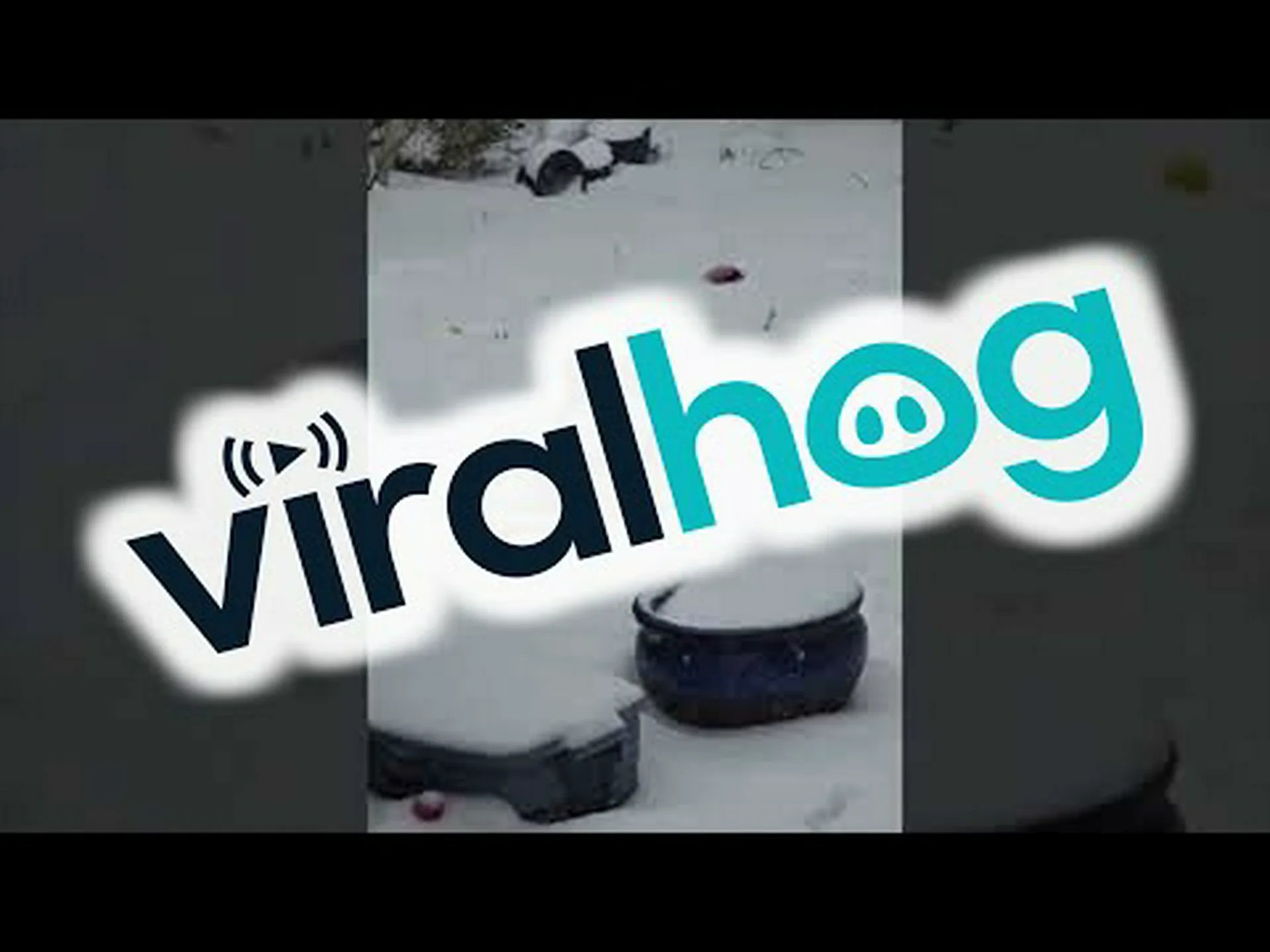 吹雪に埋もれてしまったシベリアン ハスキーが屋外で昼寝から目覚める様子を観察する 吹雪に埋もれてしまったシベリアン ハスキーが屋外で昼寝から目覚める様子を観察する