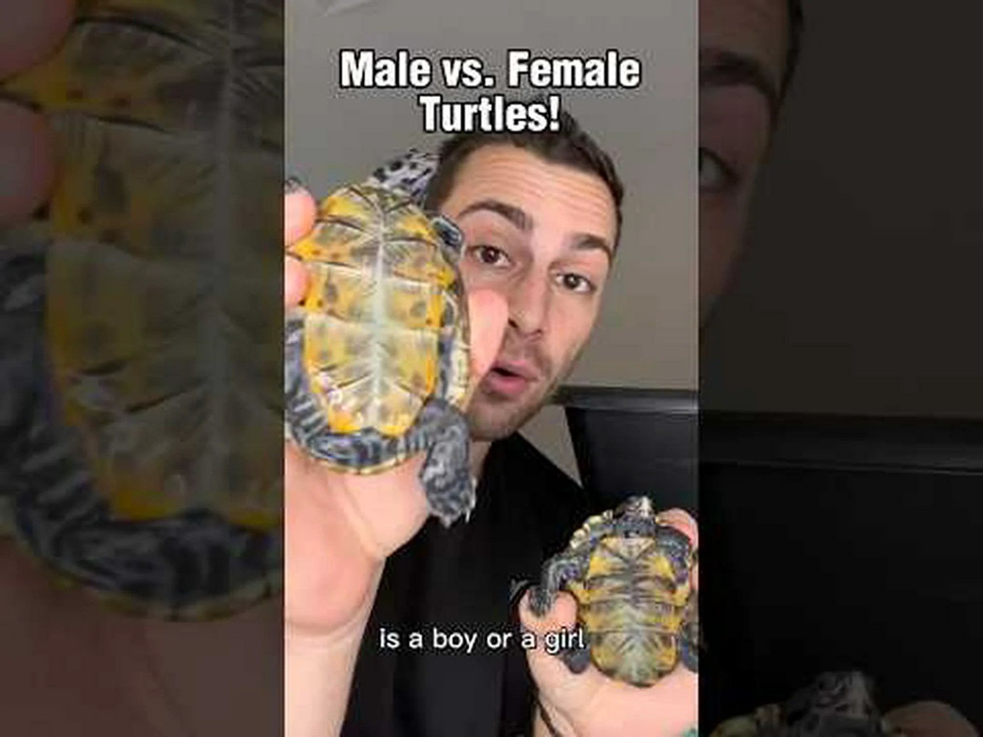 カミツキガメのオスとメス: 違いは何ですか? カミツキガメのオスとメス: 違いは何ですか?