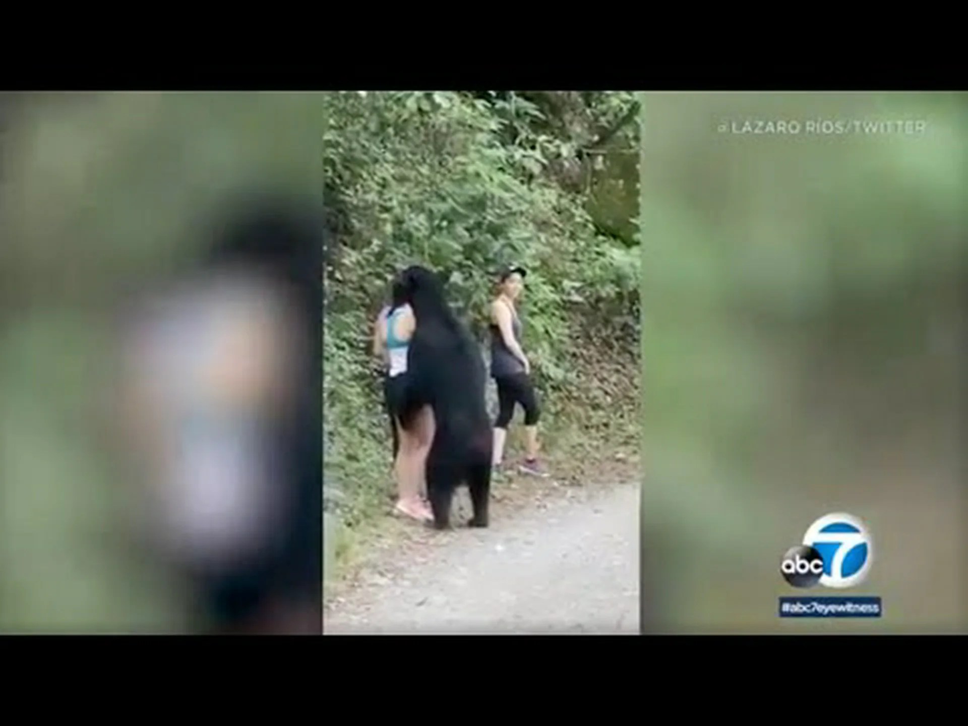 クマの深夜の住居侵入と女性襲撃で緊急捜索開始 クマの深夜の住居侵入と女性襲撃で緊急捜索開始