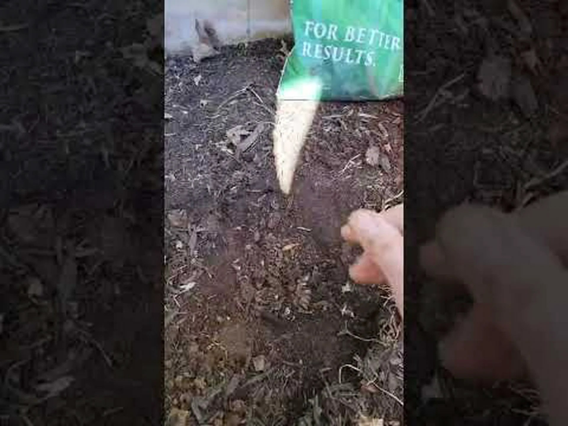 アジアユリとカンゾウ: 知っておくべき主な違い アジアユリとカンゾウ: 知っておくべき主な違い