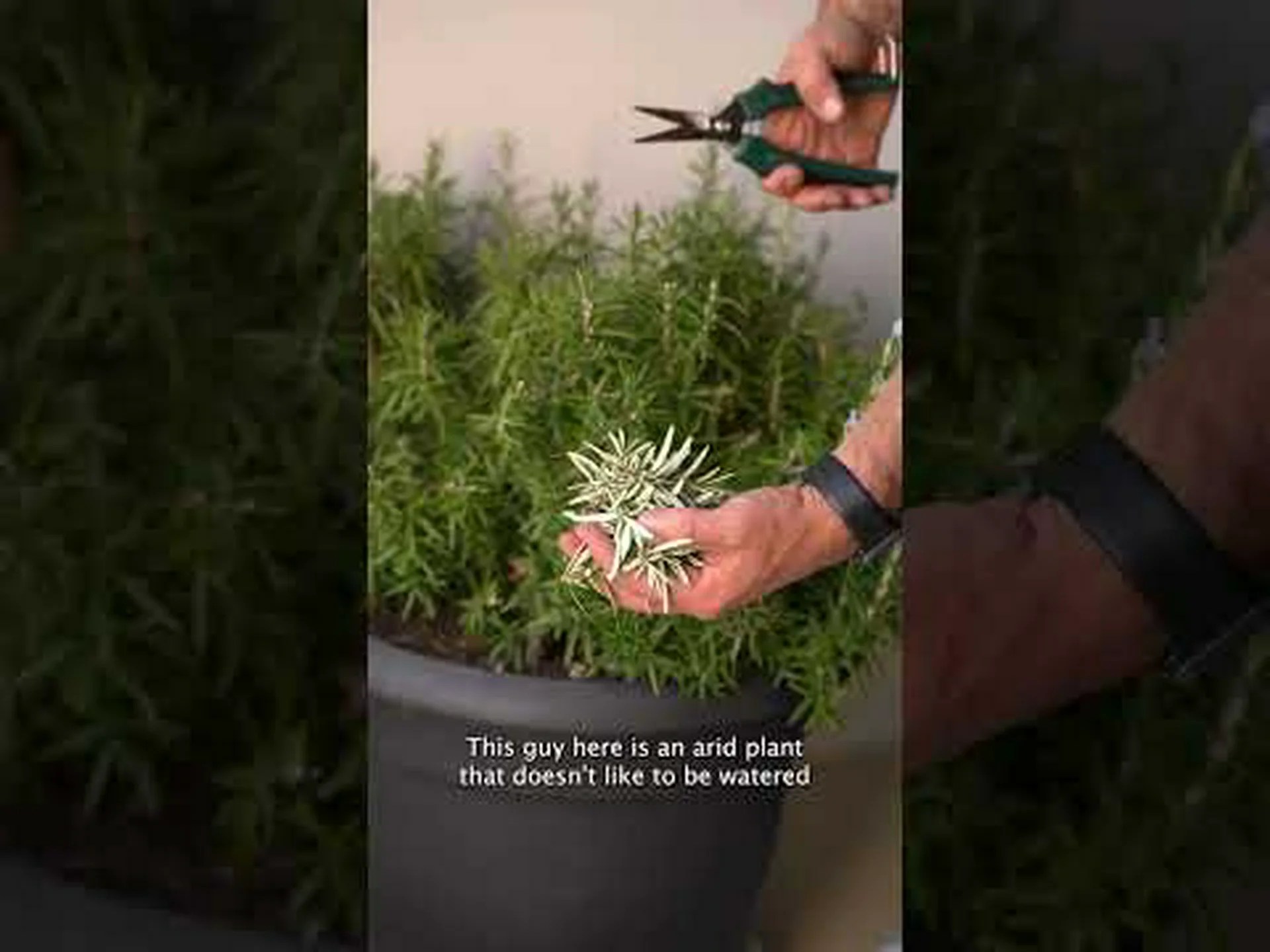 室内でローズマリーを育てる方法: 植物を成長させるための簡単な手順 室内でローズマリーを育てる方法: 植物を成長させるための簡単な手順