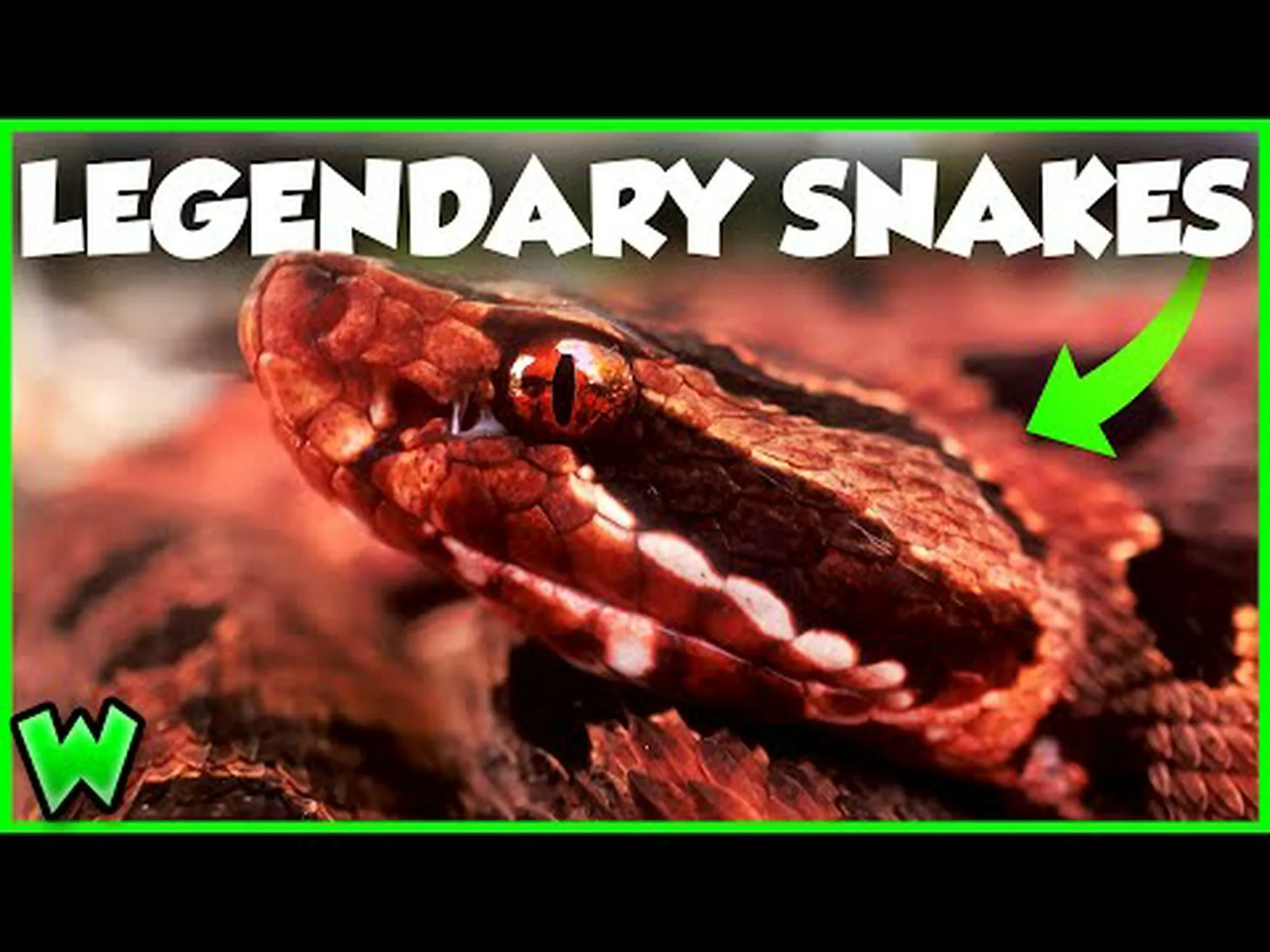 これまでに発見された中で最大のピグミーガラガラヘビを発見 これまでに発見された中で最大のピグミーガラガラヘビを発見