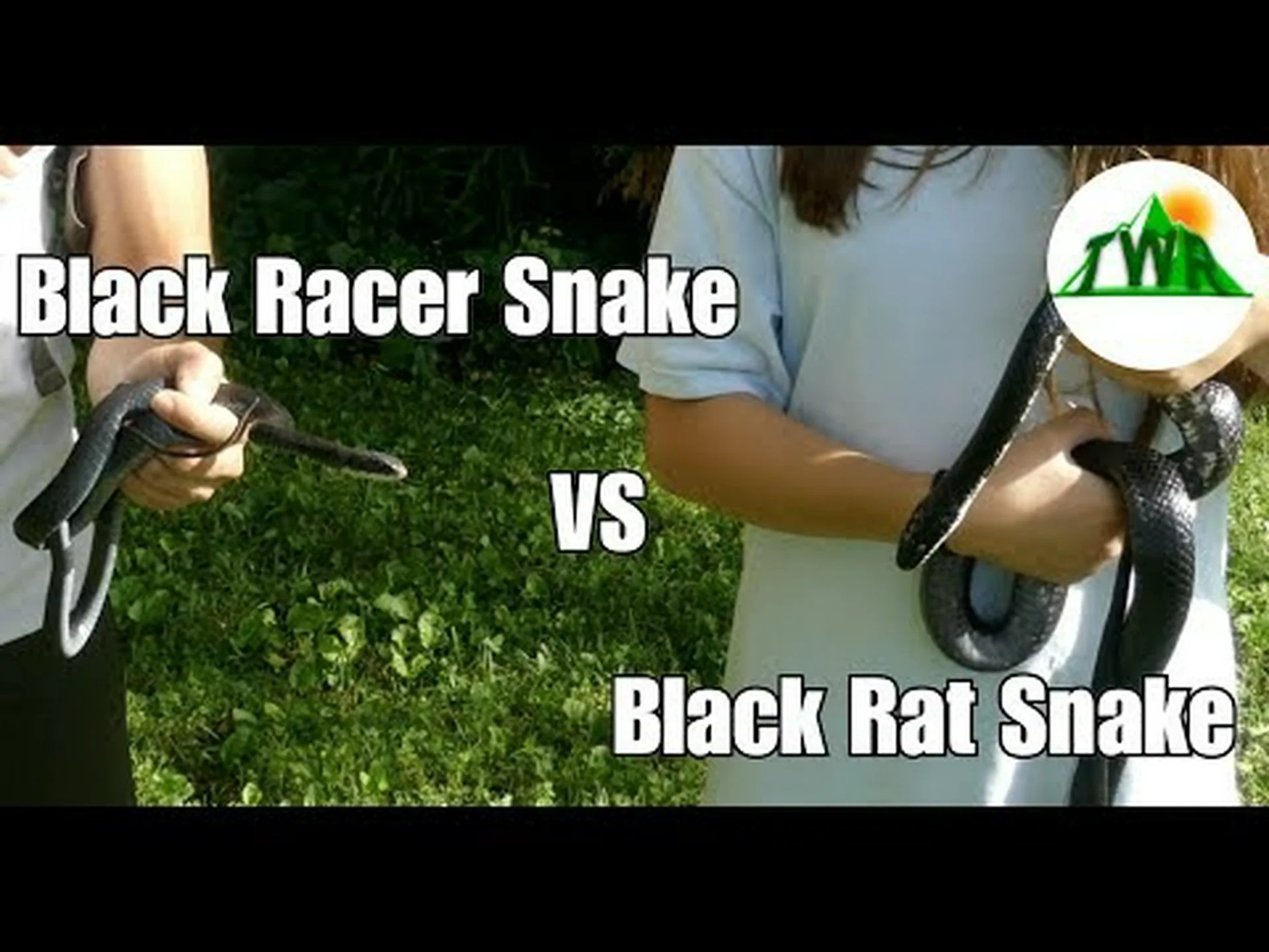 ブラックレーサー vs カッパーヘッド: 違いは何ですか? ブラックレーサー vs カッパーヘッド: 違いは何ですか?