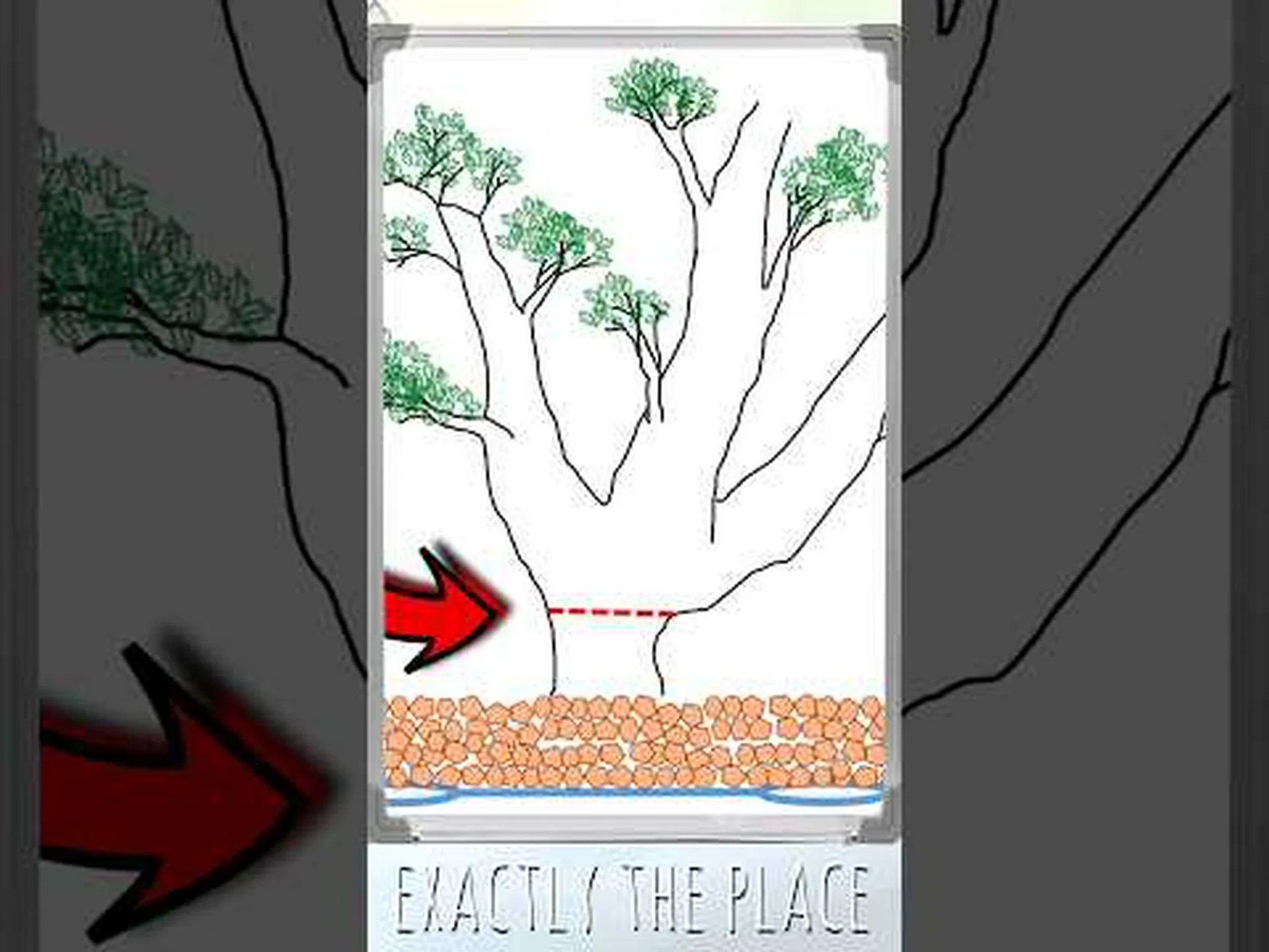 盆栽の幹: 美しい盆栽の作り方 盆栽の幹: 美しい盆栽の作り方