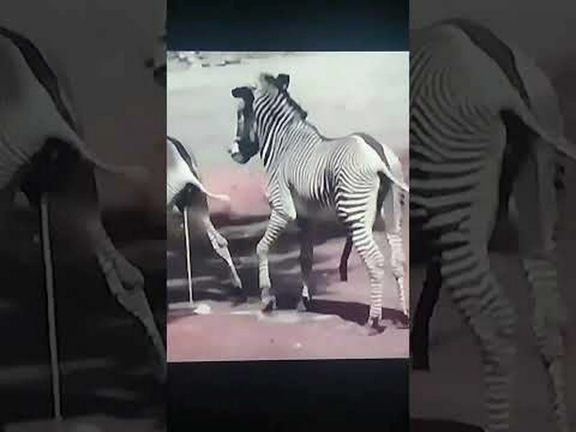 シマウマのオスとメス: 6 つの主な違い シマウマのオスとメス: 6 つの主な違い