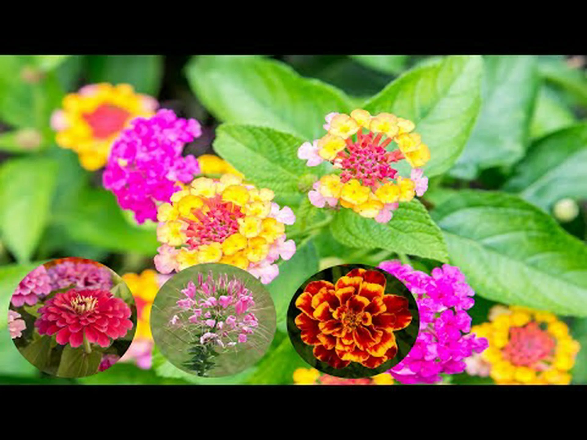 10 個の青い一年草: 心安らぐ美しさ 10 個の青い一年草: 心安らぐ美しさ