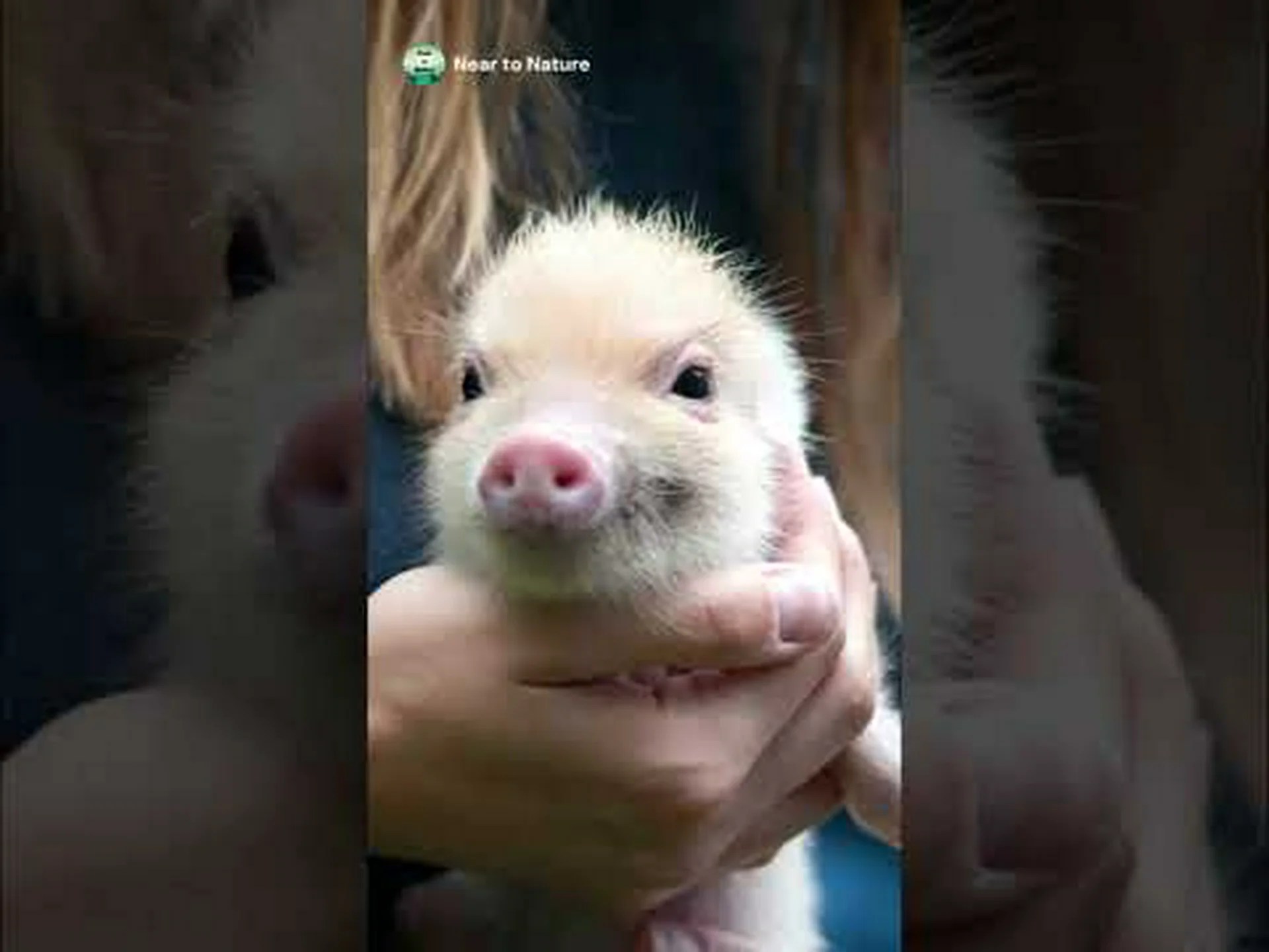 ミニブタはペットに適していますか?困難なサプライズに備える ミニブタはペットに適していますか?困難なサプライズに備える