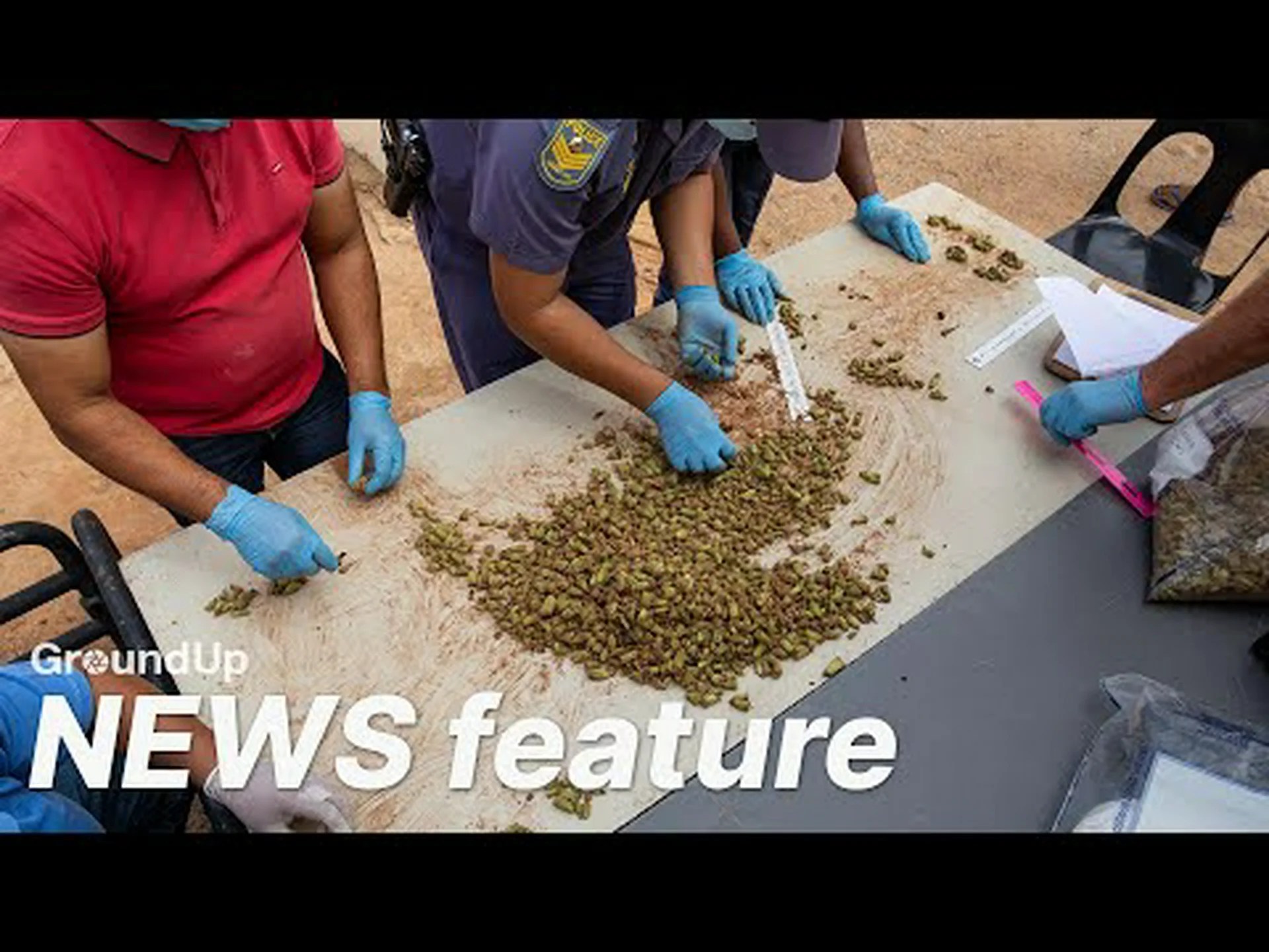 多肉植物の違法密猟: 植物収集の闇の側面 多肉植物の違法密猟: 植物収集の闇の側面