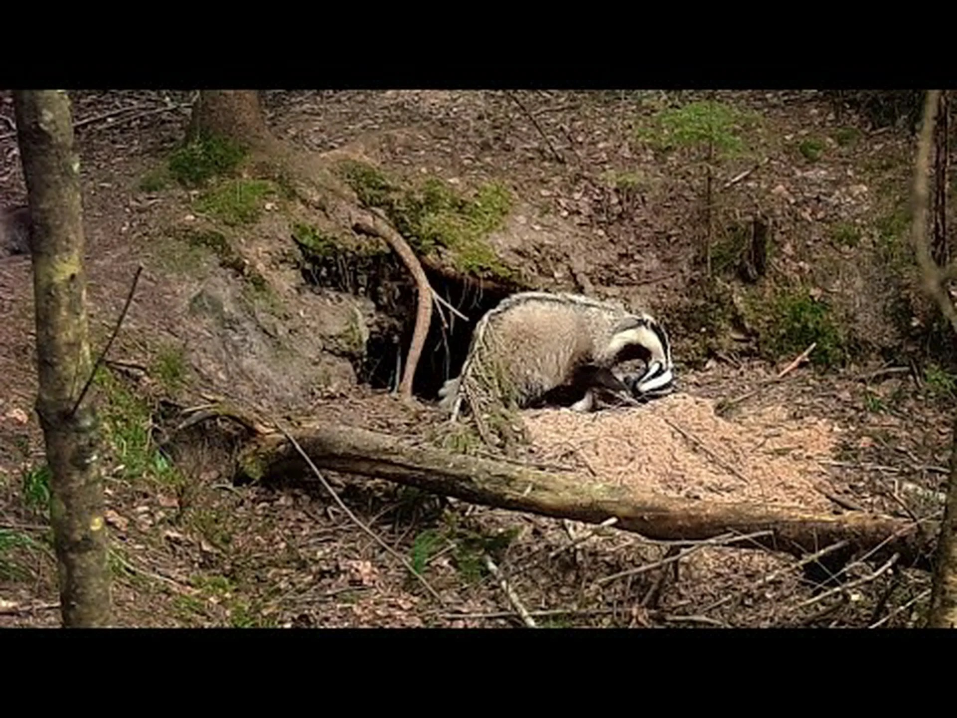 オオカミが真夜中にアナグマの巣に侵入しようとすると何が起こるかを観察してください オオカミが真夜中にアナグマの巣に侵入しようとすると何が起こるかを観察してください