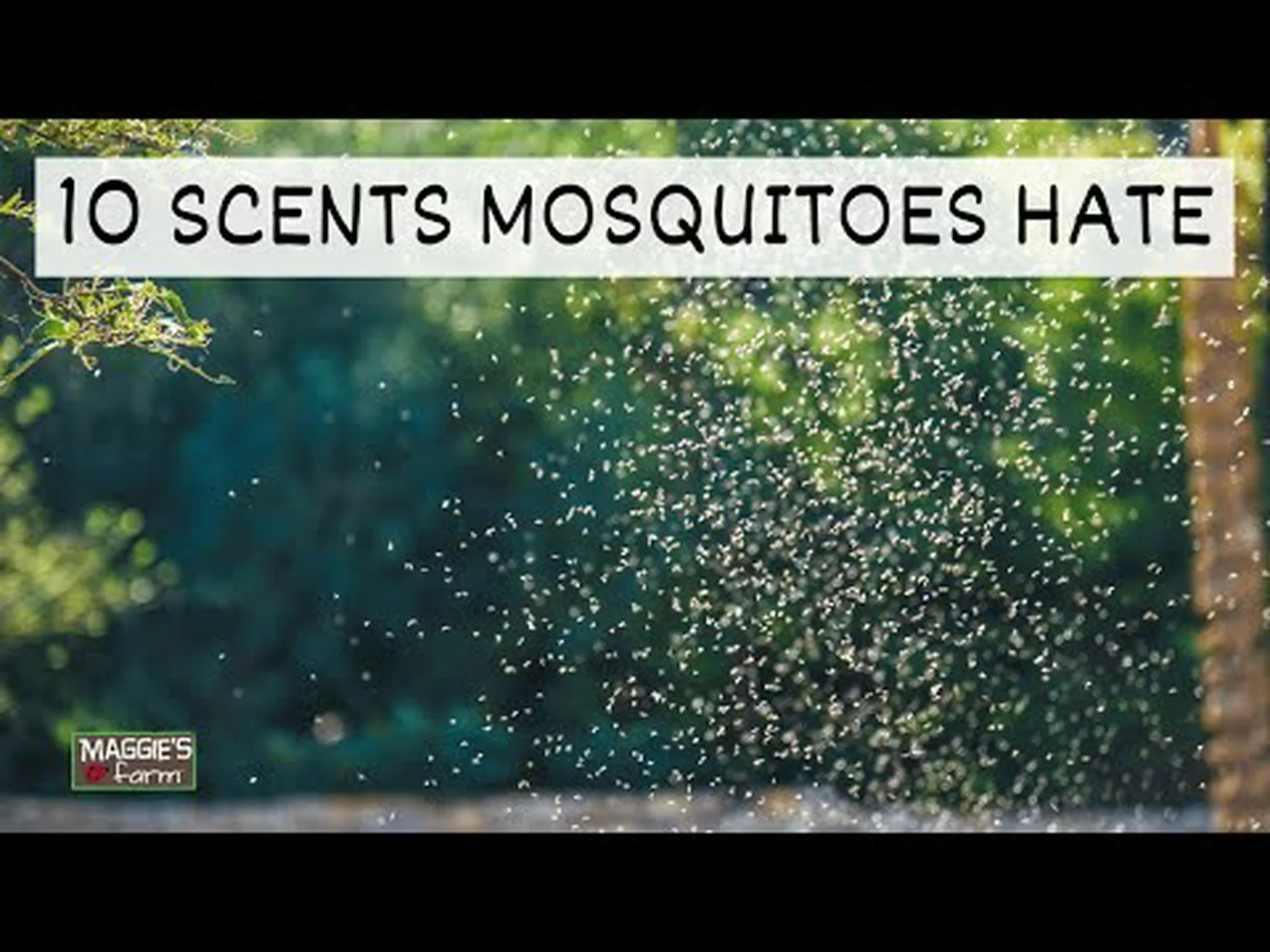 蚊が絶対に嫌がる 12 の匂いを発見してください (でもきっと気に入っていただけるでしょう!) 蚊が絶対に嫌がる 12 の匂いを発見してください (でもきっと気に入っていただけるでしょう!)