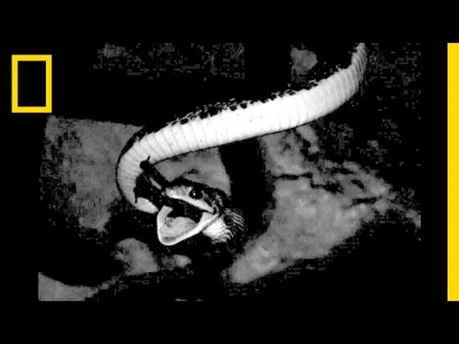 盲目と耳の聞こえないヘビが天井からぶら下がってコウモリを狩る「首吊り蛇の洞窟」を発見 盲目と耳の聞こえないヘビが天井からぶら下がってコウモリを狩る「首吊り蛇の洞窟」を発見