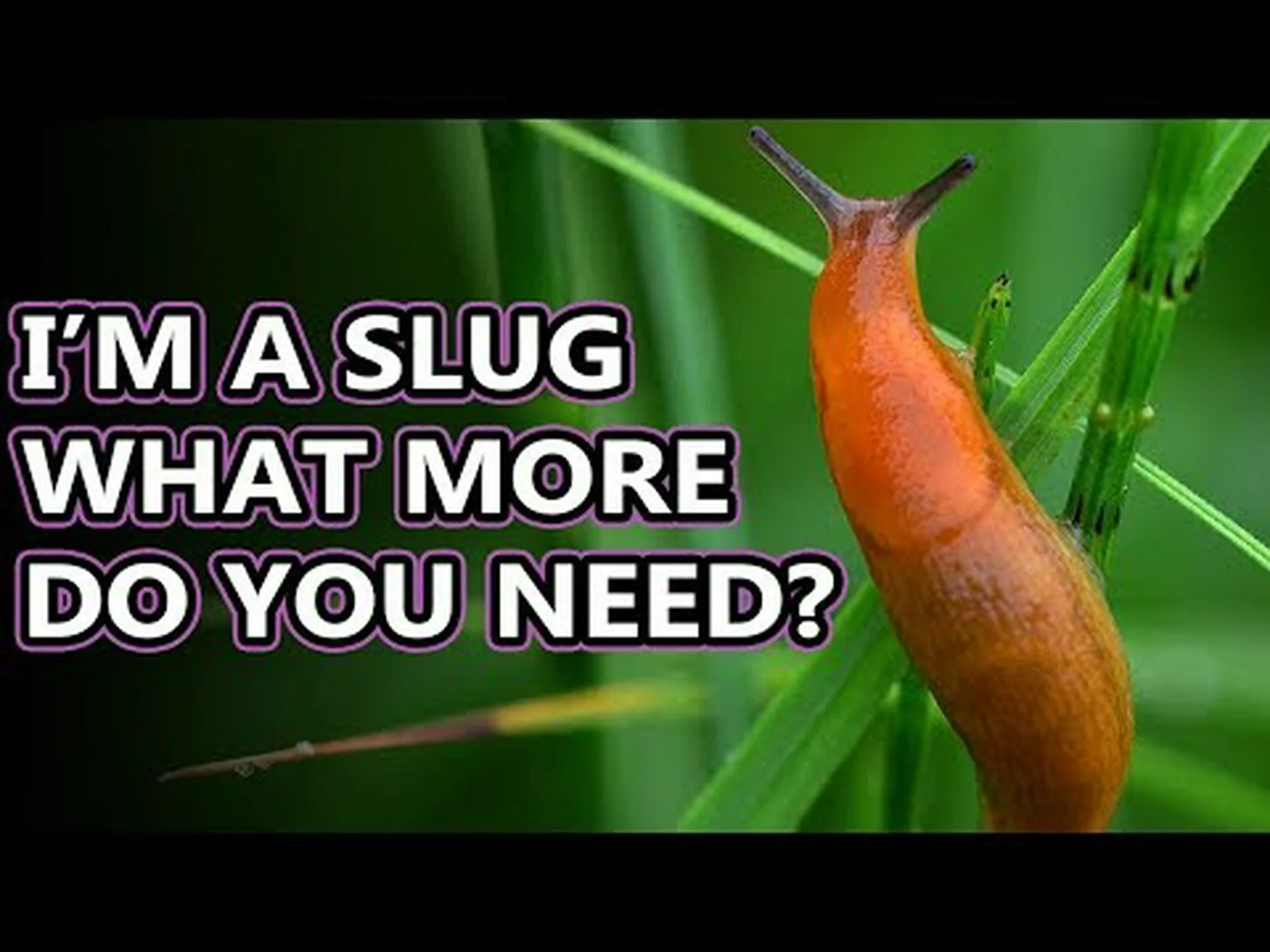 ナメクジの糞: あなたが今まで知りたかったすべて ナメクジの糞: あなたが今まで知りたかったすべて