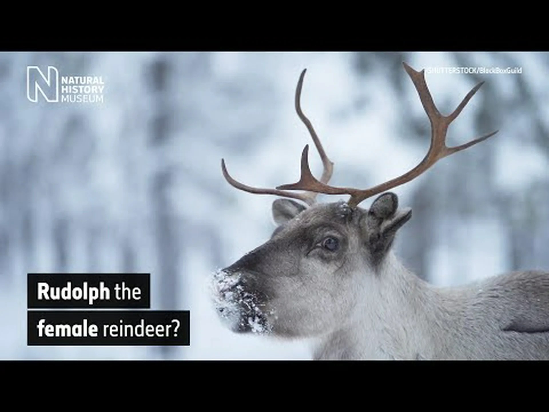 なぜメスのトナカイには角があるのでしょうか? なぜメスのトナカイには角があるのでしょうか?