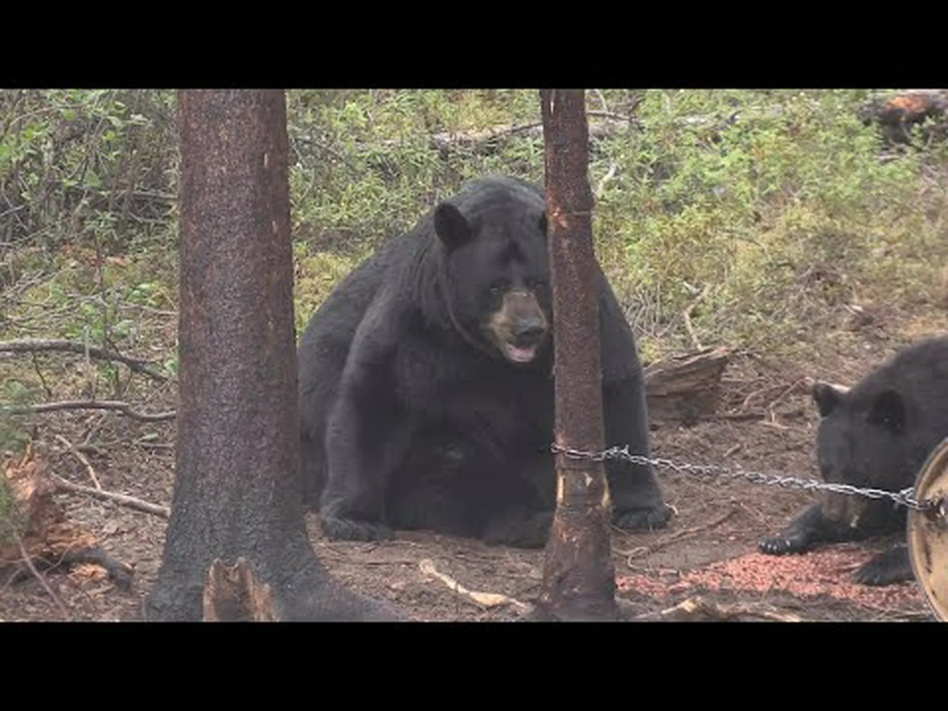 アリゾナ州でこれまでに捕獲された最大のツキノワグマを発見 アリゾナ州でこれまでに捕獲された最大のツキノワグマを発見