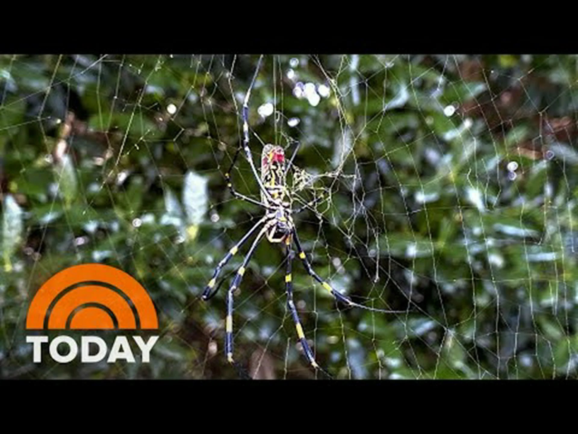 ジョーロスパイダーの侵入は東海岸に向かい、止まる気配なし ジョーロスパイダーの侵入は東海岸に向かい、止まる気配なし