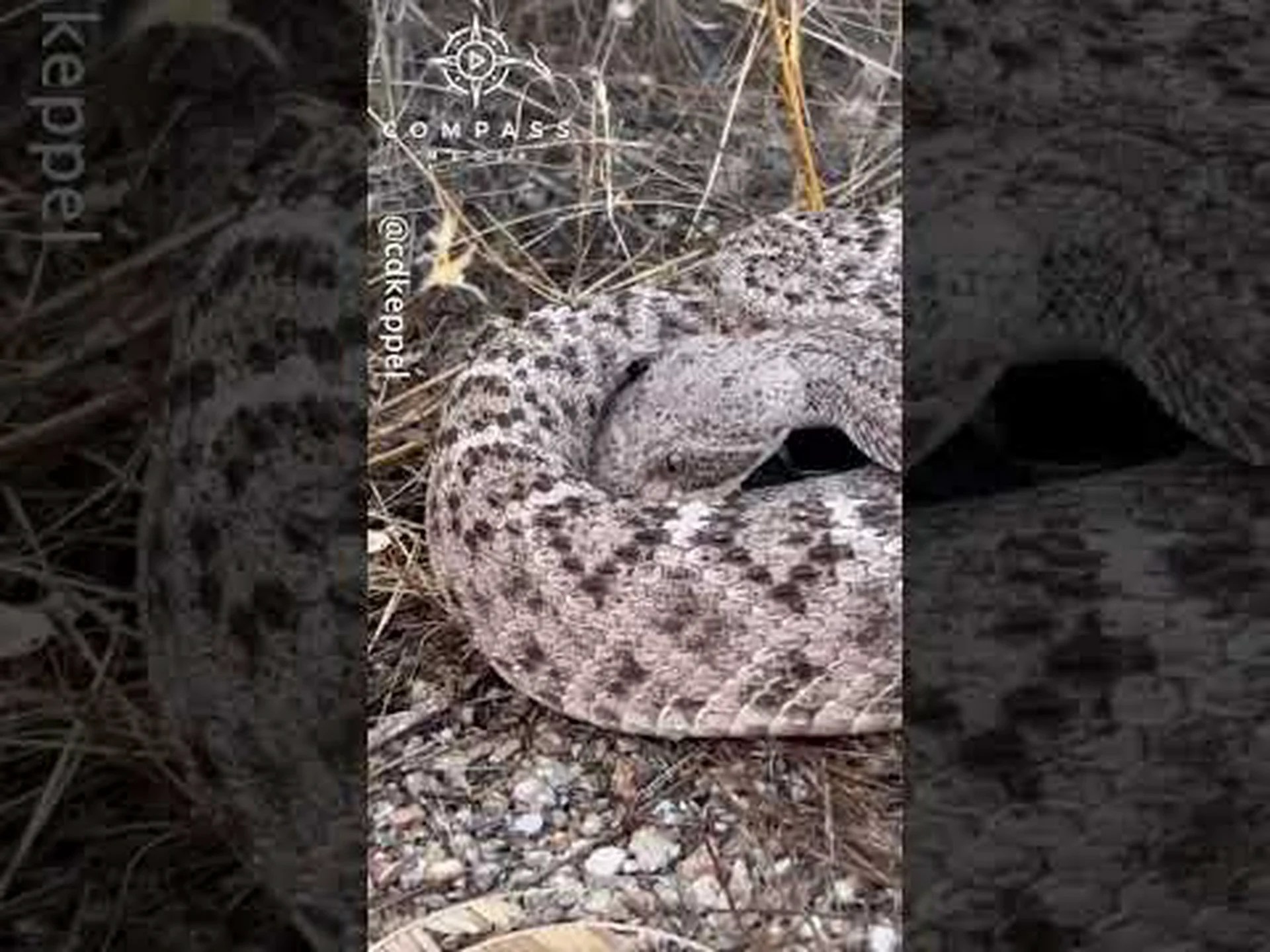 良きサマリア人は、のどが渇いたガラガラヘビに脅迫的なガラガラ音を立てながらも飲み物を与える 良きサマリア人は、のどが渇いたガラガラヘビに脅迫的なガラガラ音を立てながらも飲み物を与える