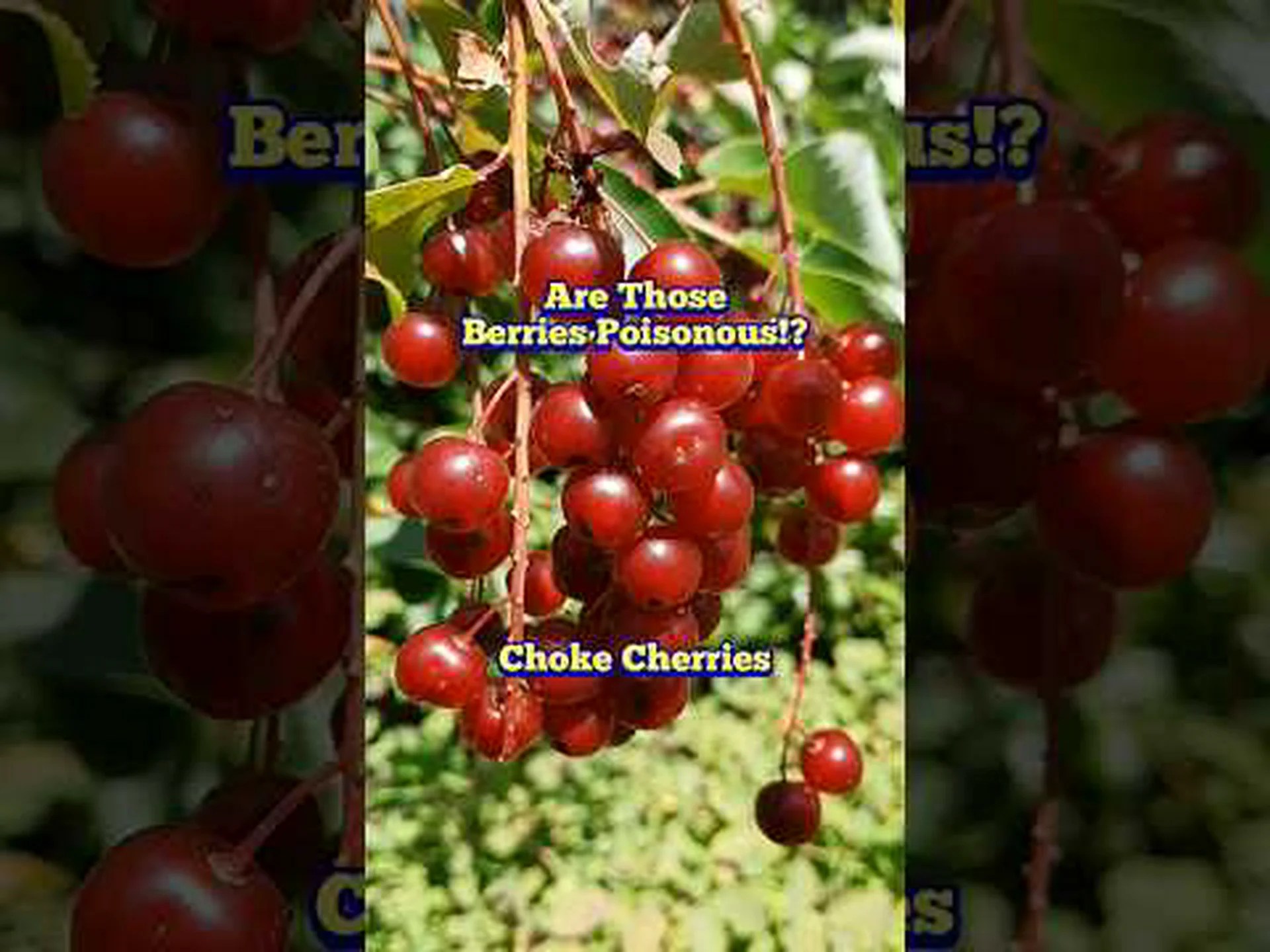 チョークチェリーとチョークベリー: 違いはありますか? チョークチェリーとチョークベリー: 違いはありますか?