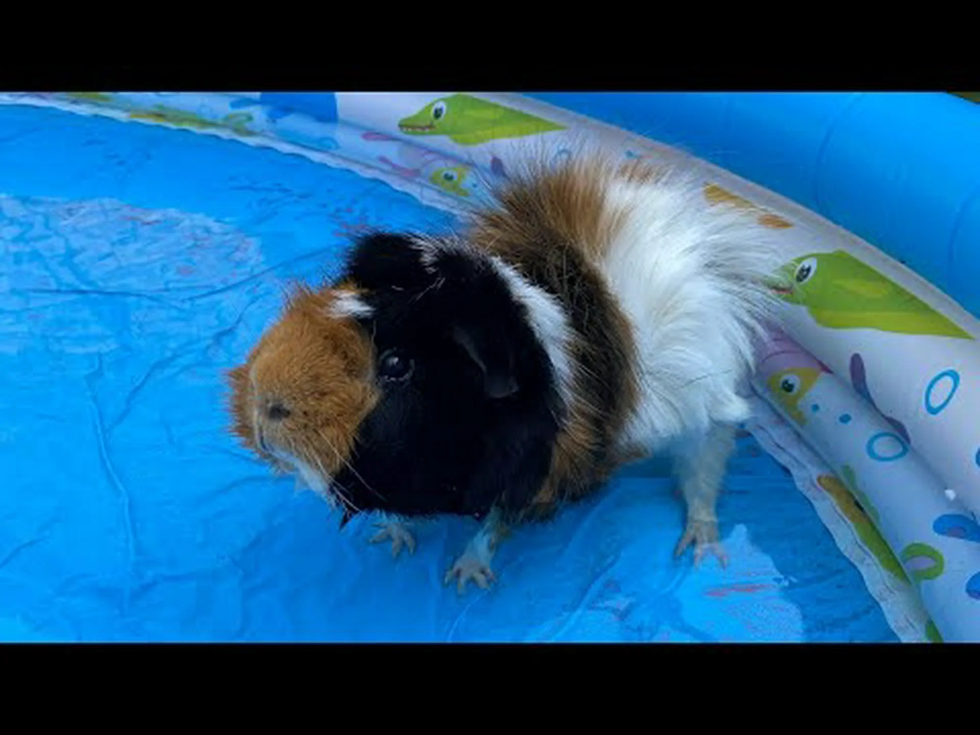 はい、モルモットは泳ぐことができますが、泳ぐべきでしょうか?モルモットを安全に保つ6つの方法 はい、モルモットは泳ぐことができますが、泳ぐべきでしょうか?モルモットを安全に保つ6つの方法