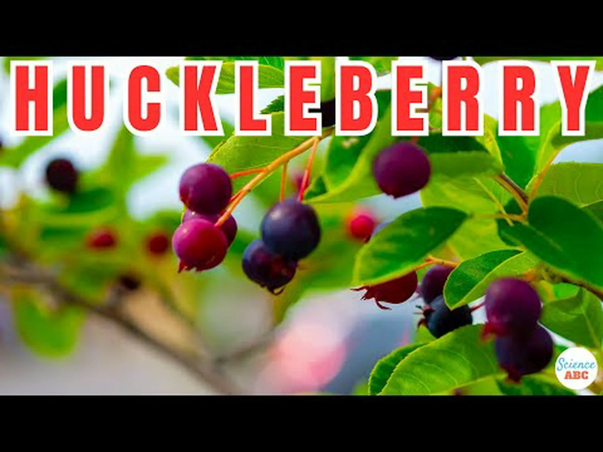 ハックルベリーとブルーベリー:違いはありますか? ハックルベリーとブルーベリー:違いはありますか?