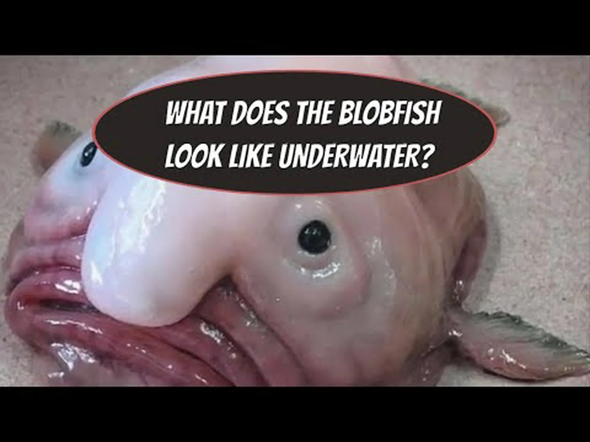 ブロブフィッシュは水中や圧力下ではどのように見えるのでしょうか? ブロブフィッシュは水中や圧力下ではどのように見えるのでしょうか?