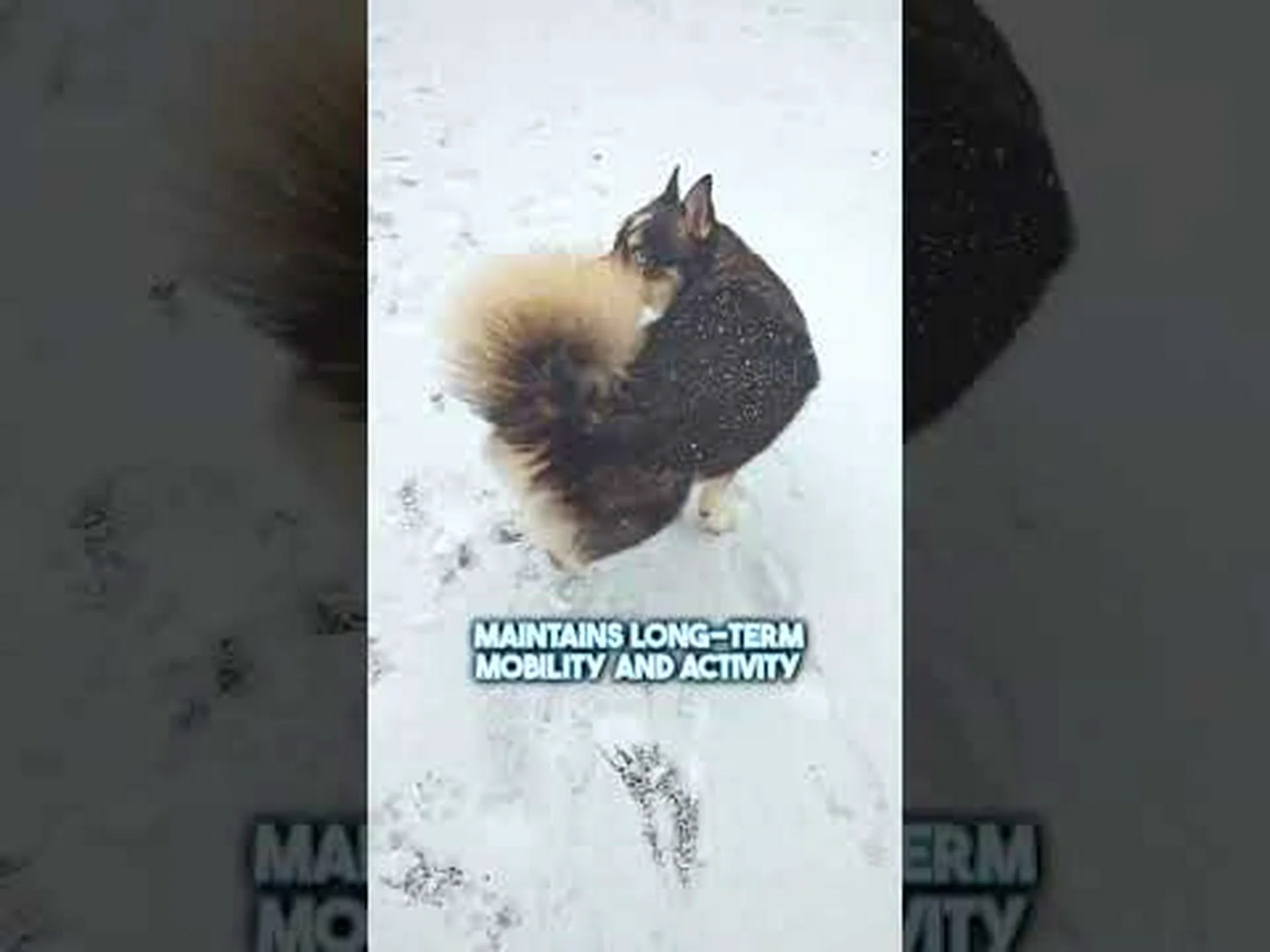 ポンスキーの寿命: これらのかわいい犬はどのくらい生きますか? ポンスキーの寿命: これらのかわいい犬はどのくらい生きますか?