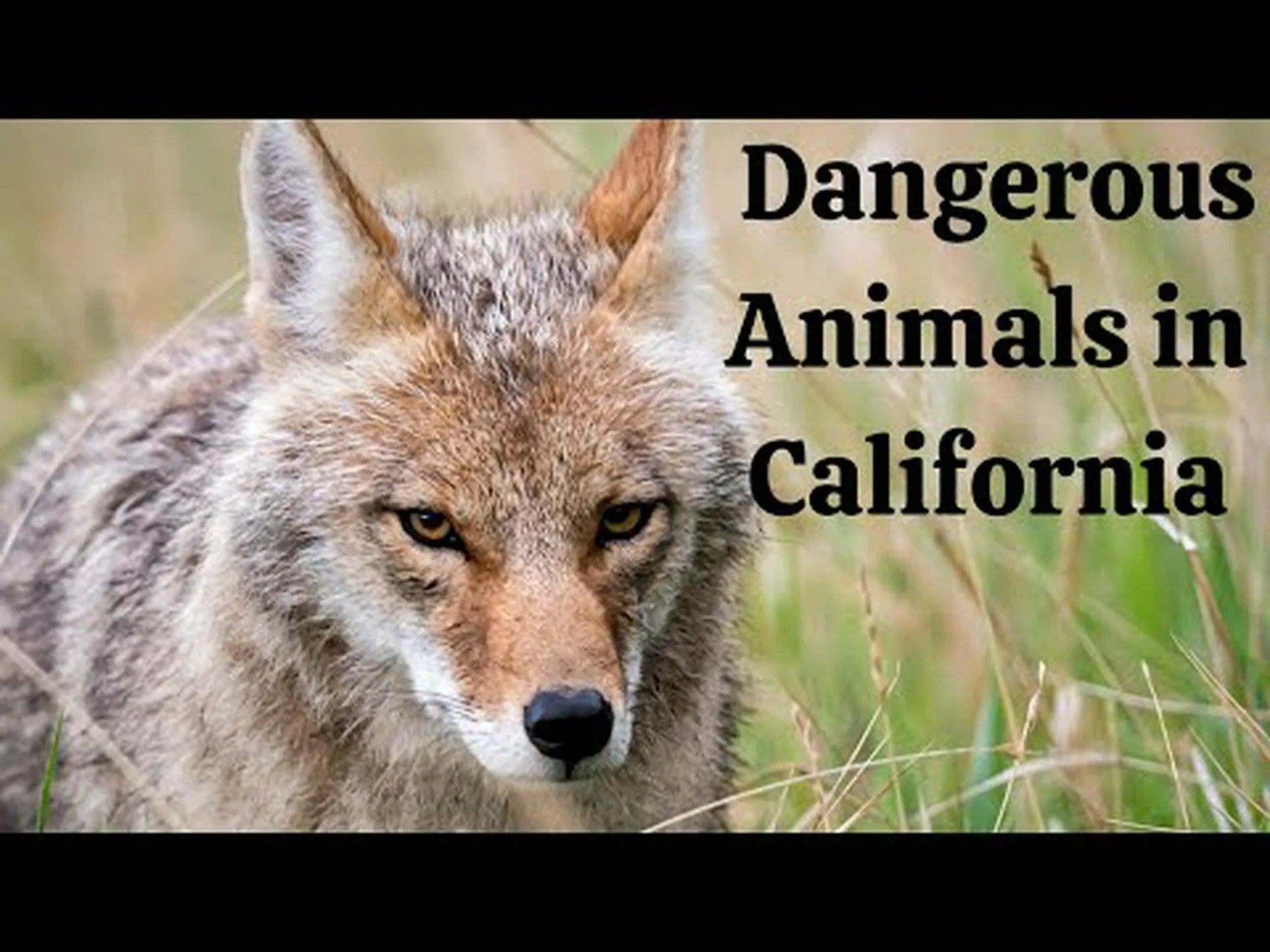 カリフォルニアで最も危険な動物を発見する カリフォルニアで最も危険な動物を発見する