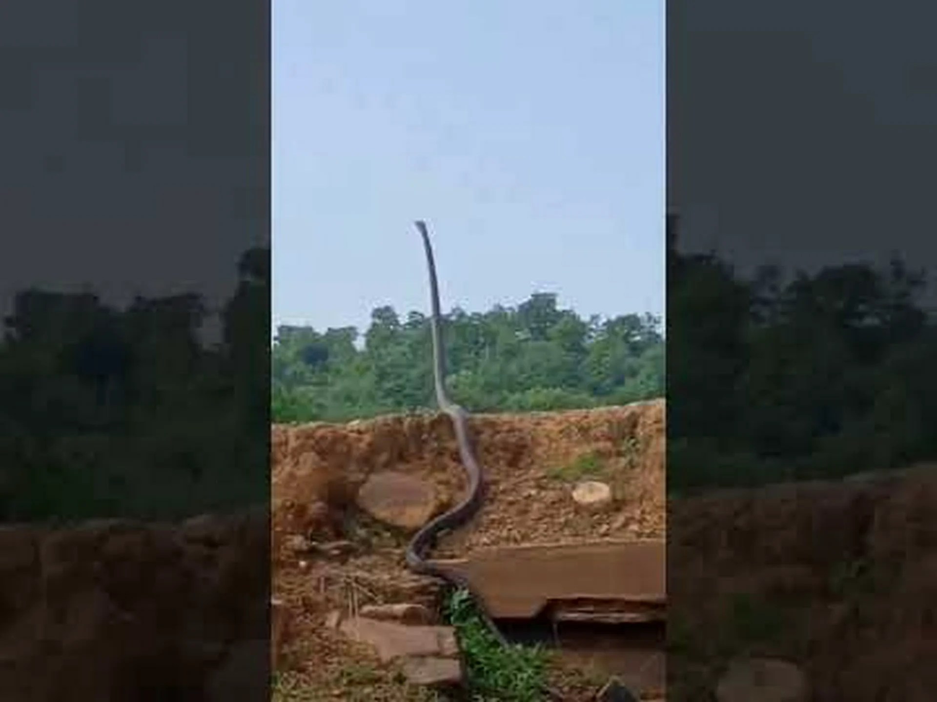 村を狩り回る巨大なコブラを追った驚くべき映像 村を狩り回る巨大なコブラを追った驚くべき映像