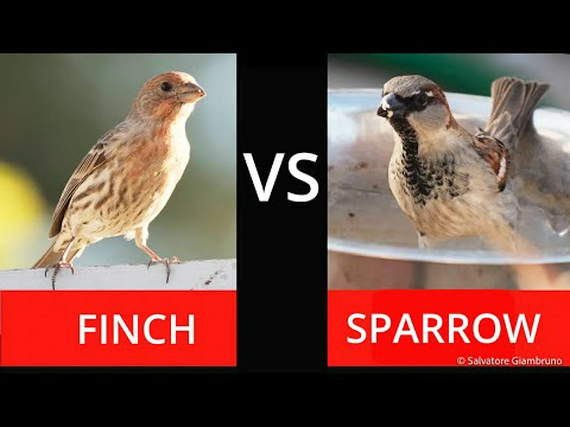 フィンチとスパロー: 主な違いの説明 フィンチとスパロー: 主な違いの説明