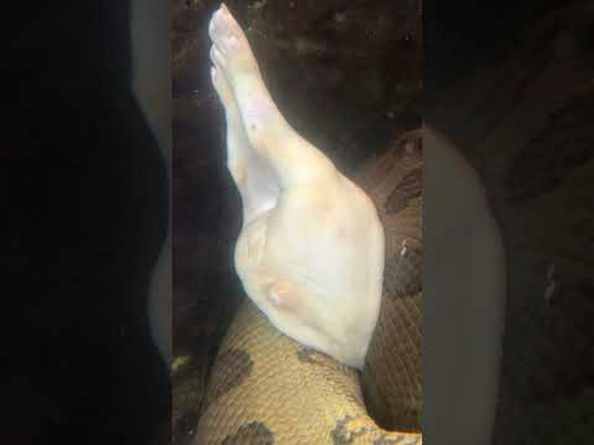 まるで何もなかったかのように豚を丸ごと飲み込む巨大なアナコンダを観察してください まるで何もなかったかのように豚を丸ごと飲み込む巨大なアナコンダを観察してください