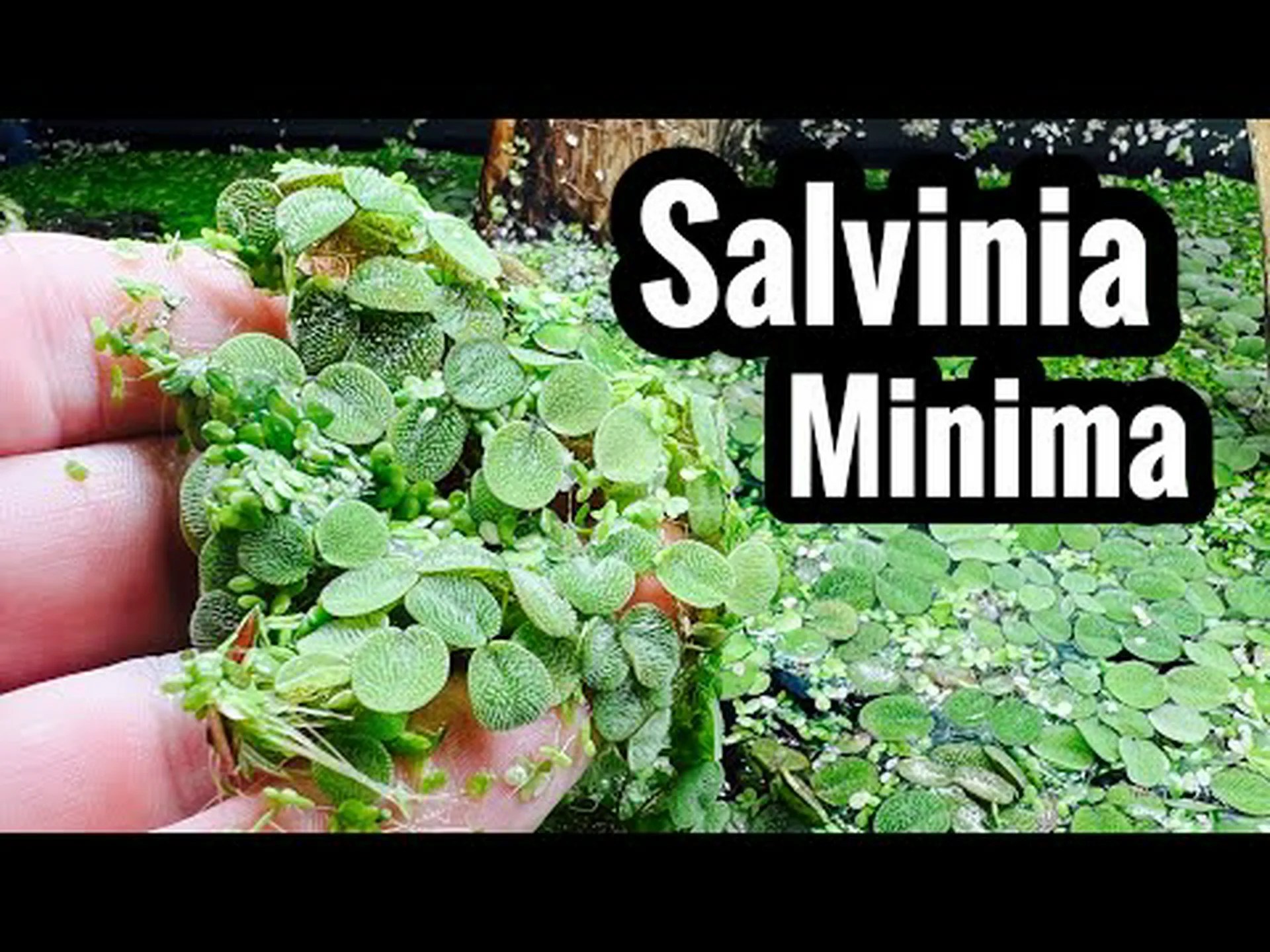 Salvinia Minima とウキクサ: これらの水生植物の 5 つの大きな違い Salvinia Minima とウキクサ: これらの水生植物の 5 つの大きな違い