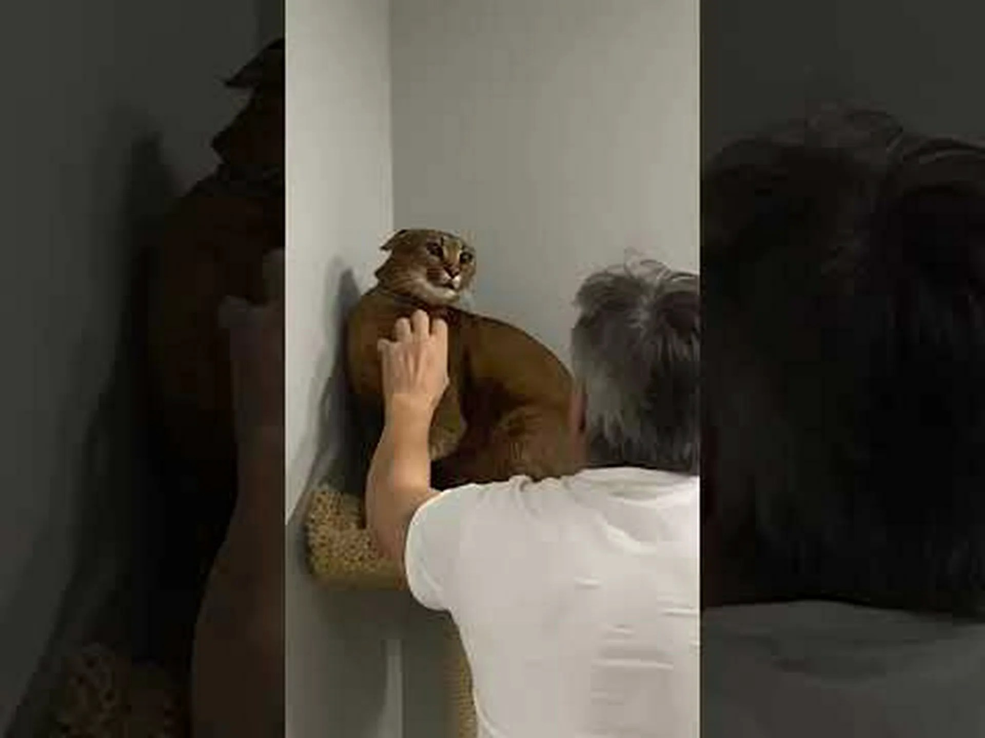 カラカル猫はどのくらい危険ですか?人間、犬などに対するリスク カラカル猫はどのくらい危険ですか?人間、犬などに対するリスク