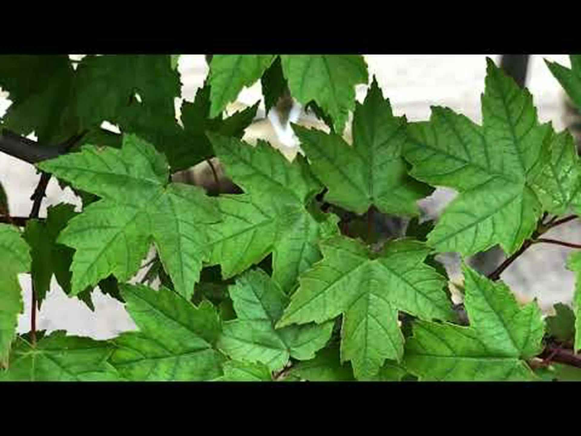 レッドポイント メープルとオータム ブレイズ メープルの木: 違いは何ですか? レッドポイント メープルとオータム ブレイズ メープルの木: 違いは何ですか?