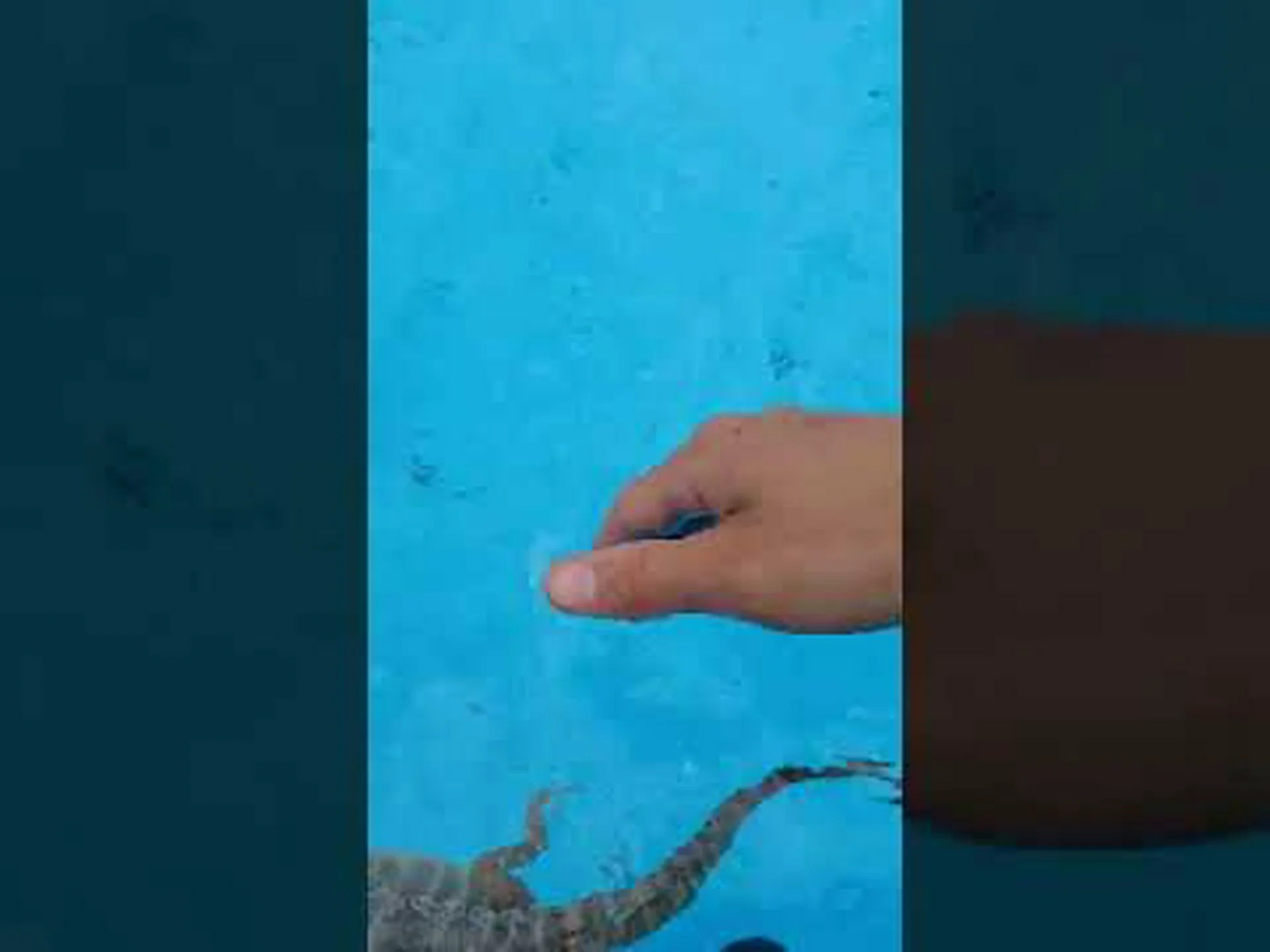 フトアゴヒゲトカゲは泳げるのか? 5 重要な予防措置 フトアゴヒゲトカゲは泳げるのか? 5 重要な予防措置