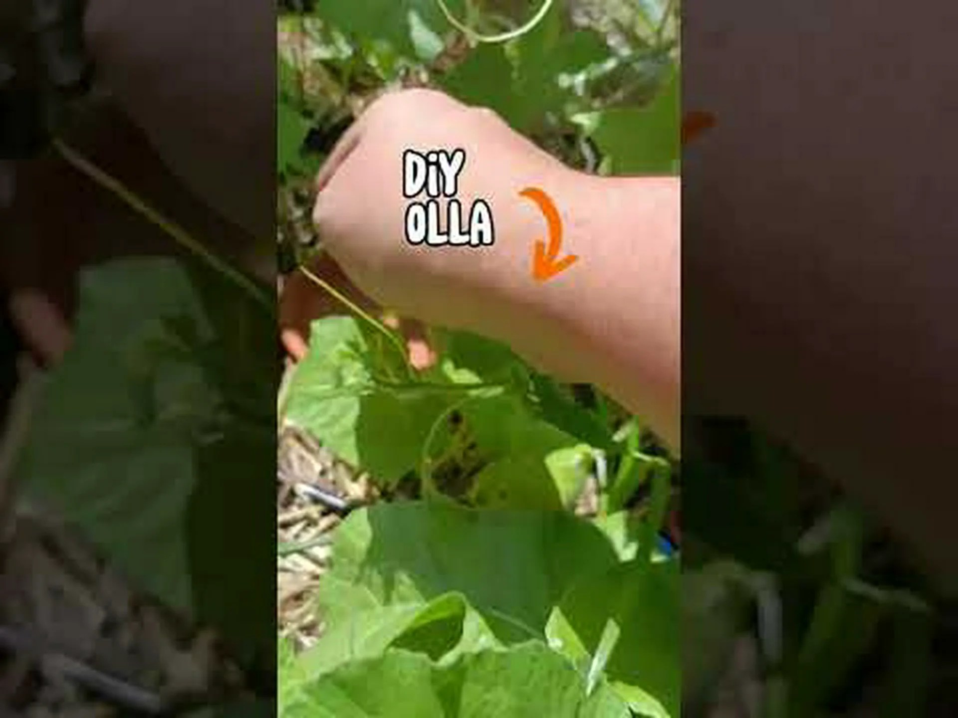 テキサス州でトマトを植える時期: あなたの庭のための 8 つのヒント テキサス州でトマトを植える時期: あなたの庭のための 8 つのヒント