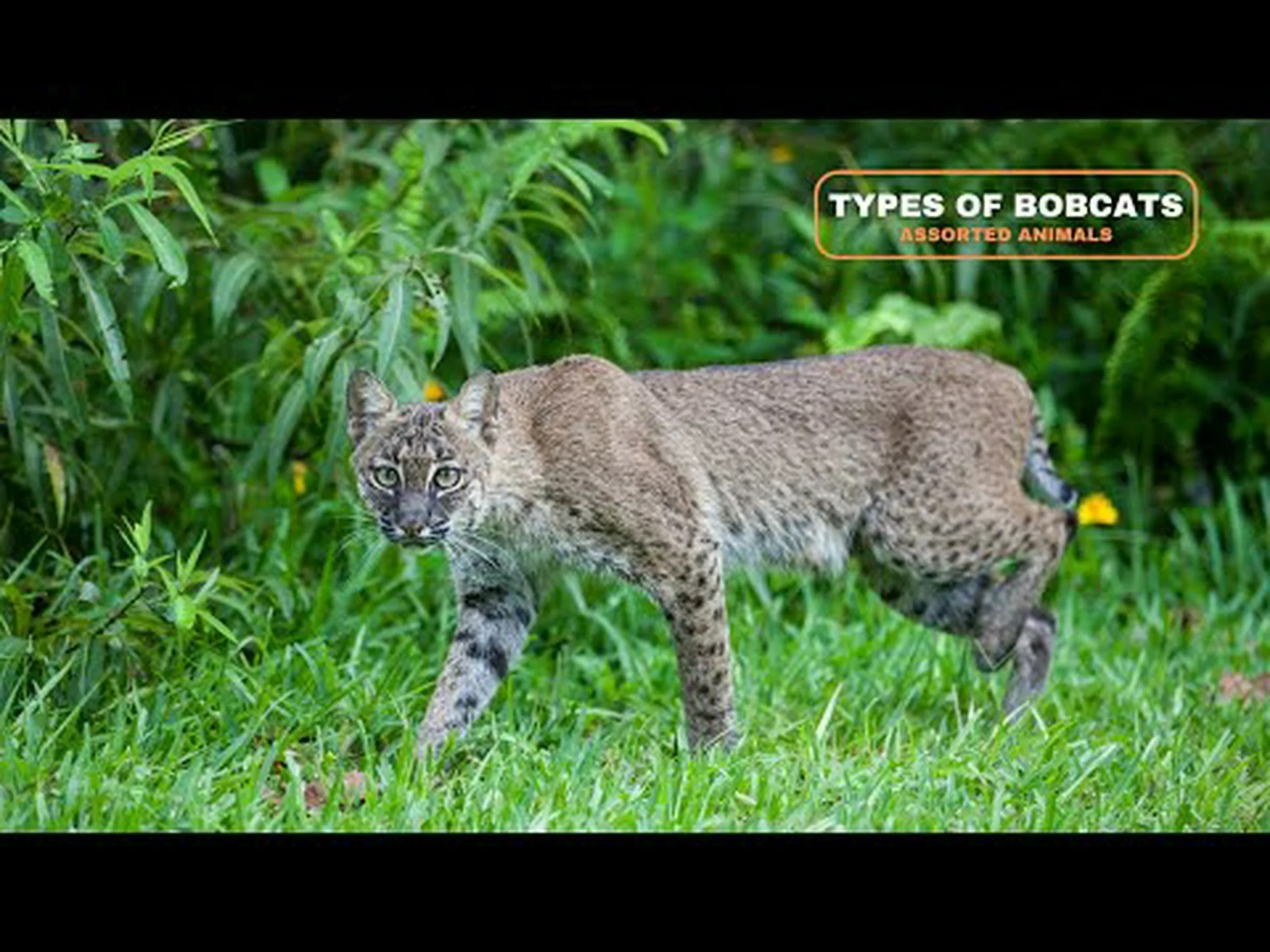 2024 年のジョージア州のボブキャッツ:種類と生息地 2024 年のジョージア州のボブキャッツ:種類と生息地