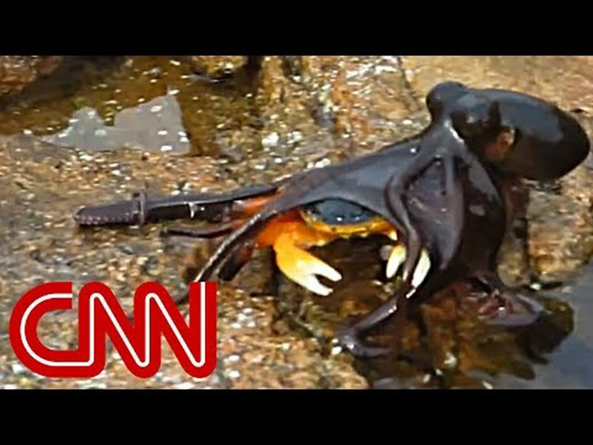 狩猟中のタコから逃げようとして、岩から岩へ飛び移るアクロバティックなカニの動画を撮影 狩猟中のタコから逃げようとして、岩から岩へ飛び移るアクロバティックなカニの動画を撮影