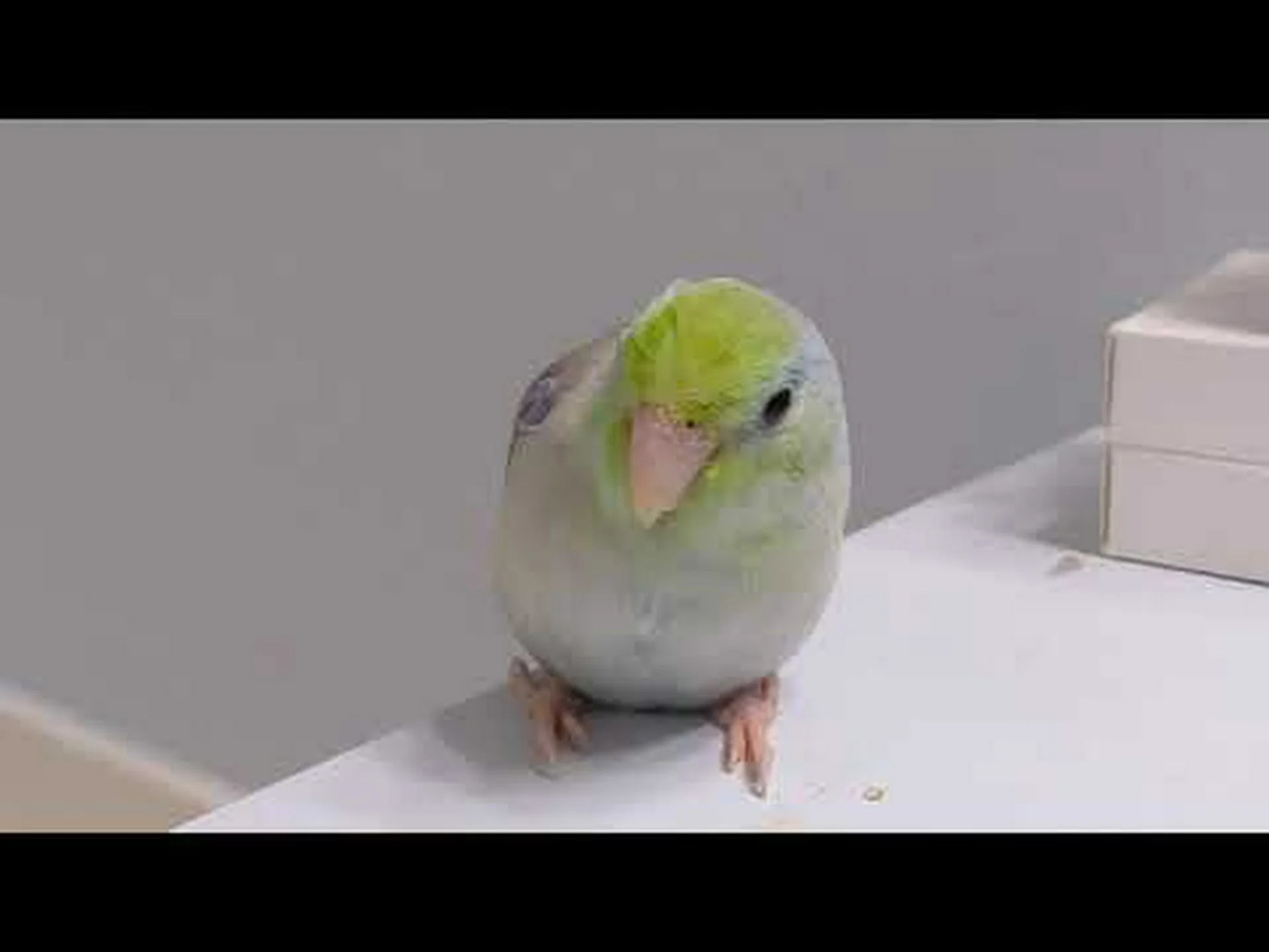 インコとインコ: 最高のペットはどちらですか? インコとインコ: 最高のペットはどちらですか?