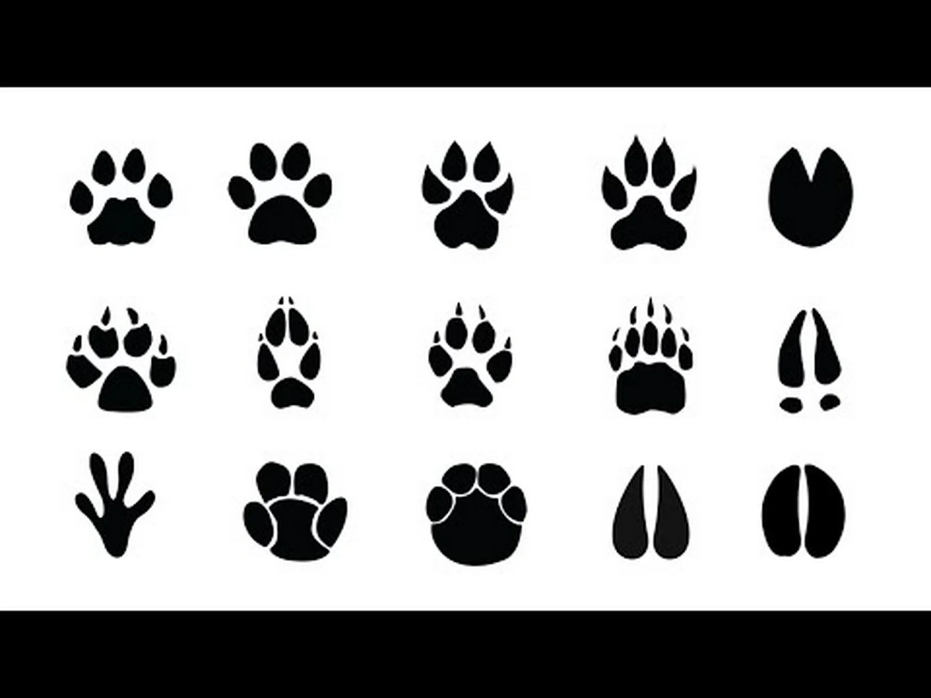 鹿の足跡は他の一般的な動物と比べてどのように見えるのでしょうか? 鹿の足跡は他の一般的な動物と比べてどのように見えるのでしょうか?