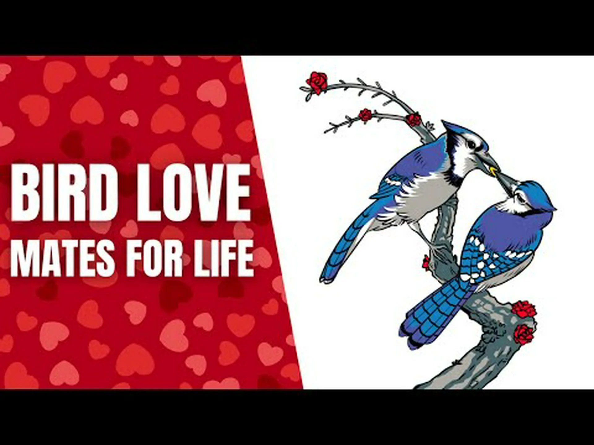 ロビンは一生交尾するのか?これらの忠実な鳥に関する 10 の驚くべき事実 ロビンは一生交尾するのか?これらの忠実な鳥に関する 10 の驚くべき事実