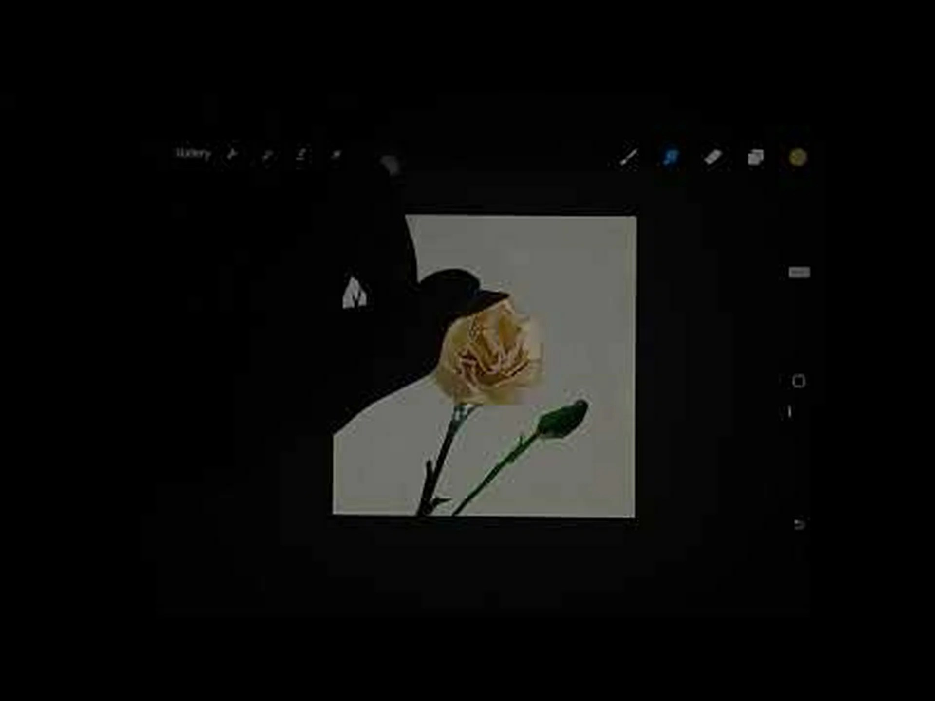 スペインの国花: 赤いカーネーションを発見 スペインの国花: 赤いカーネーションを発見