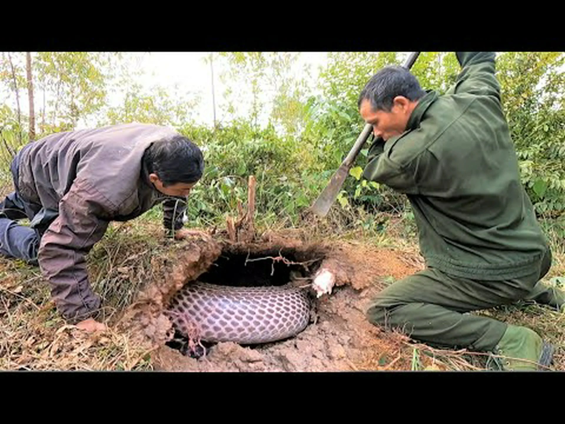 家族の側溝から洗い流され、静かに帰ろうとしないこのコブラを見てください 家族の側溝から洗い流され、静かに帰ろうとしないこのコブラを見てください