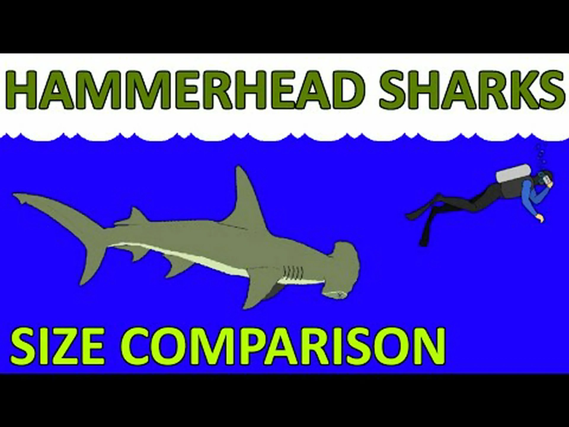 シュモクザメの大きさの比較: どれくらい大きくなるの? シュモクザメの大きさの比較: どれくらい大きくなるの?