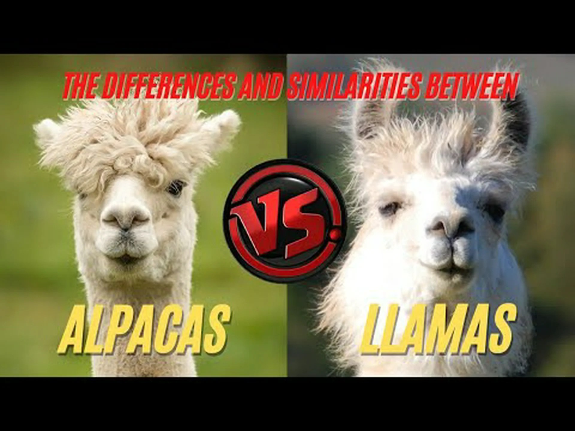 ラマとアルパカ – 5つの主な違いを解説 ラマとアルパカ – 5つの主な違いを解説