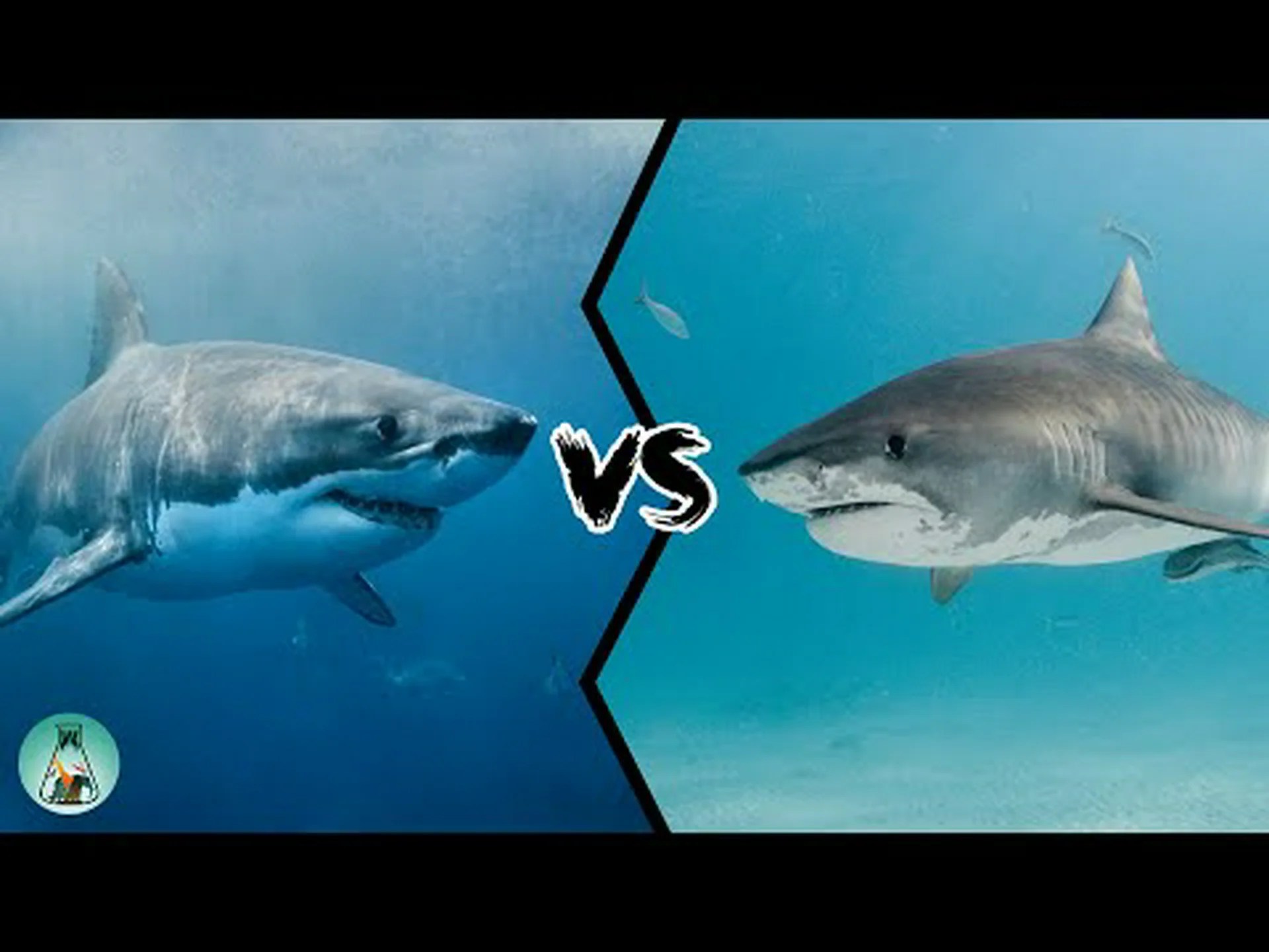 イタチザメ vs ホオジロザメ: 戦ったらどちらが勝ちますか? イタチザメ vs ホオジロザメ: 戦ったらどちらが勝ちますか?