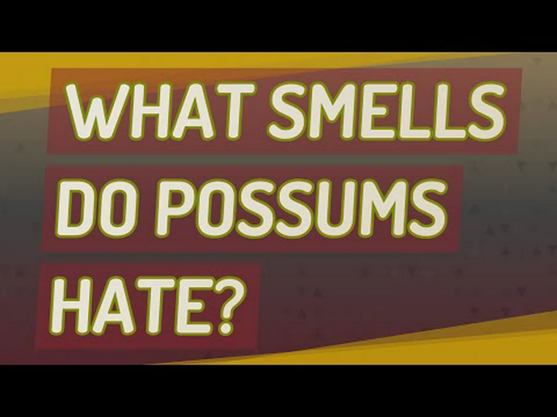 ポッサムが絶対に嫌う5つの匂いを発見 ポッサムが絶対に嫌う5つの匂いを発見