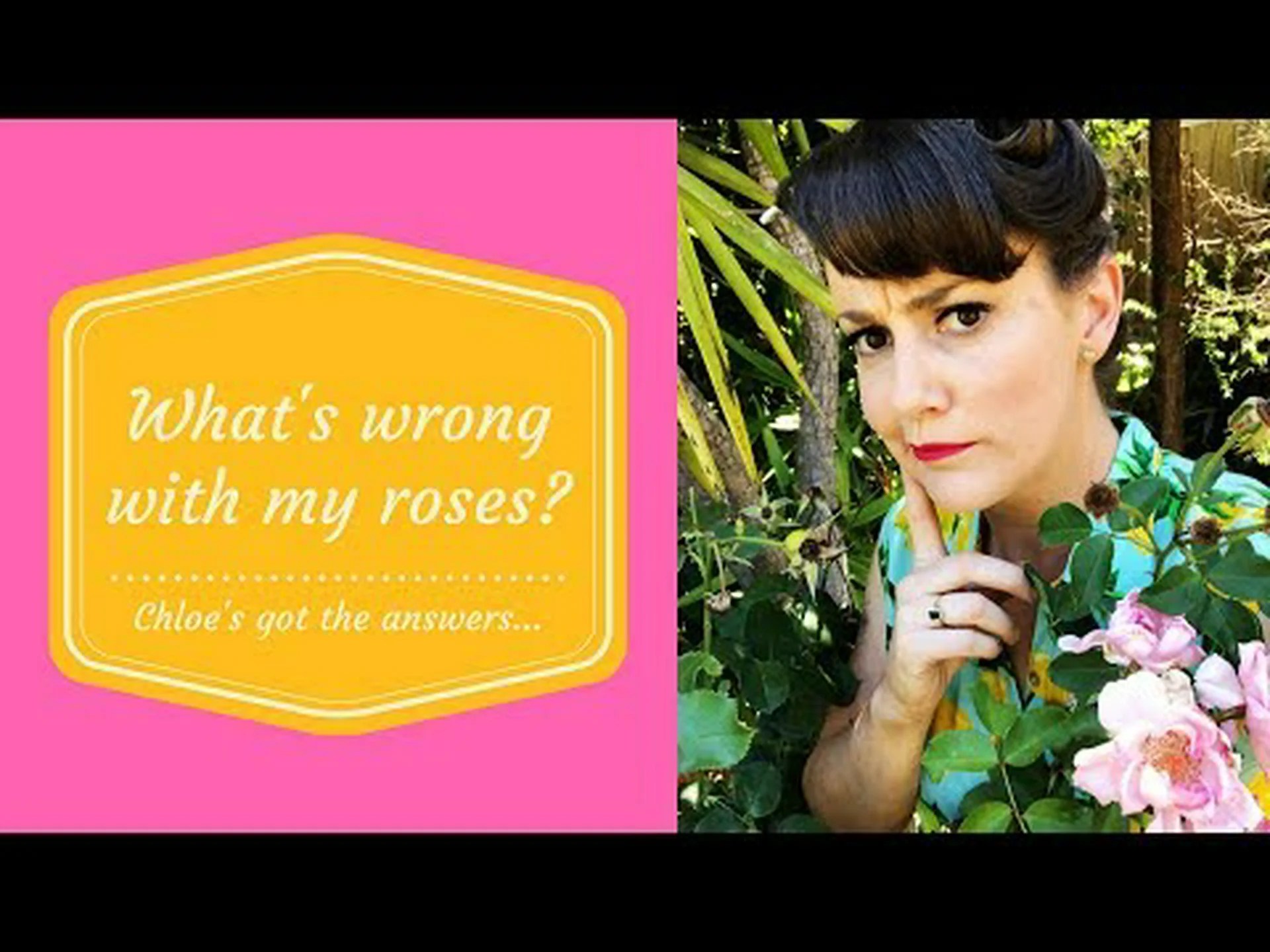 バラのトラブルシューティング: 一般的な害虫と問題 バラのトラブルシューティング: 一般的な害虫と問題