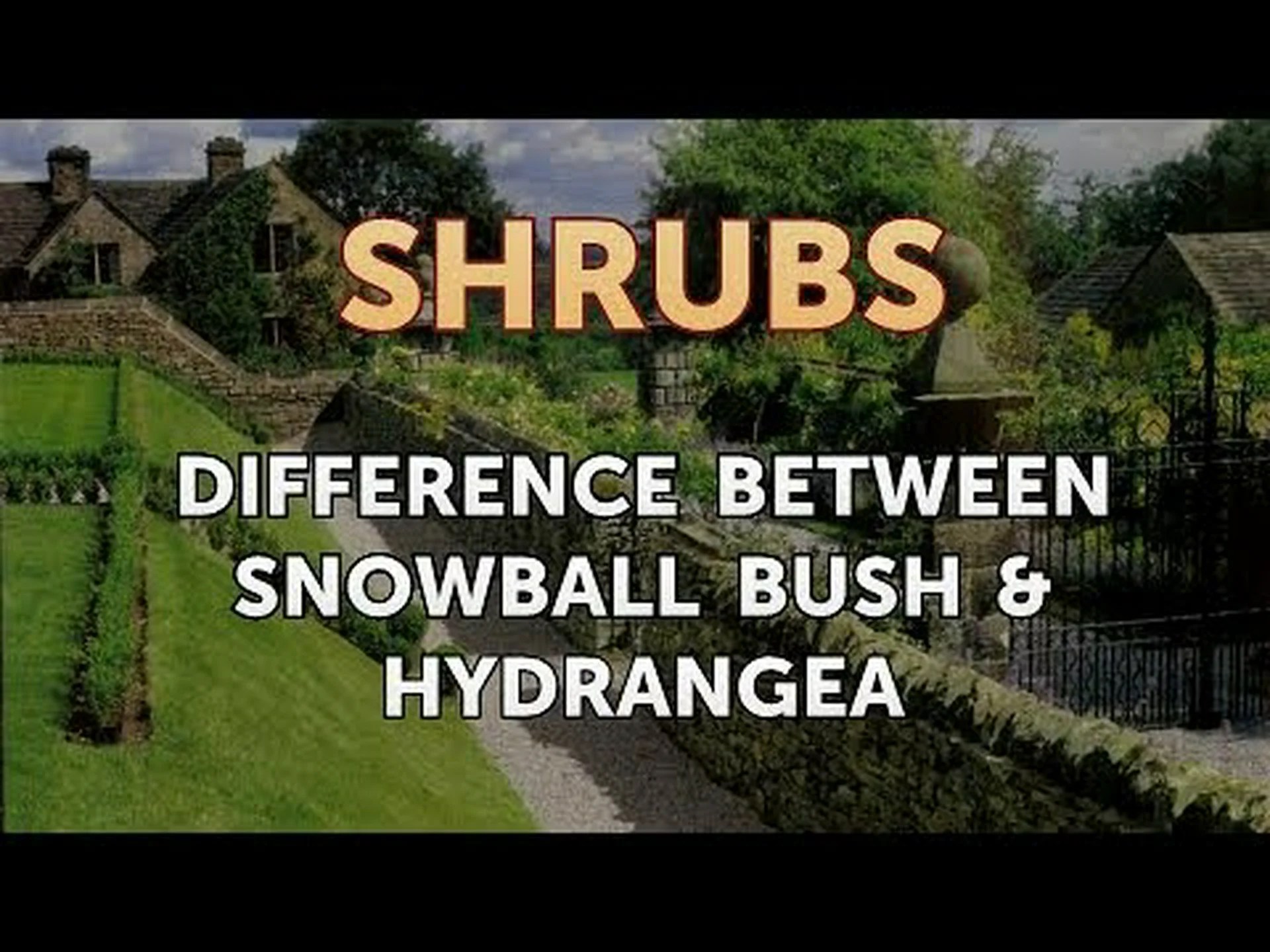 スノーボールブッシュとアジサイ: 主な違い スノーボールブッシュとアジサイ: 主な違い