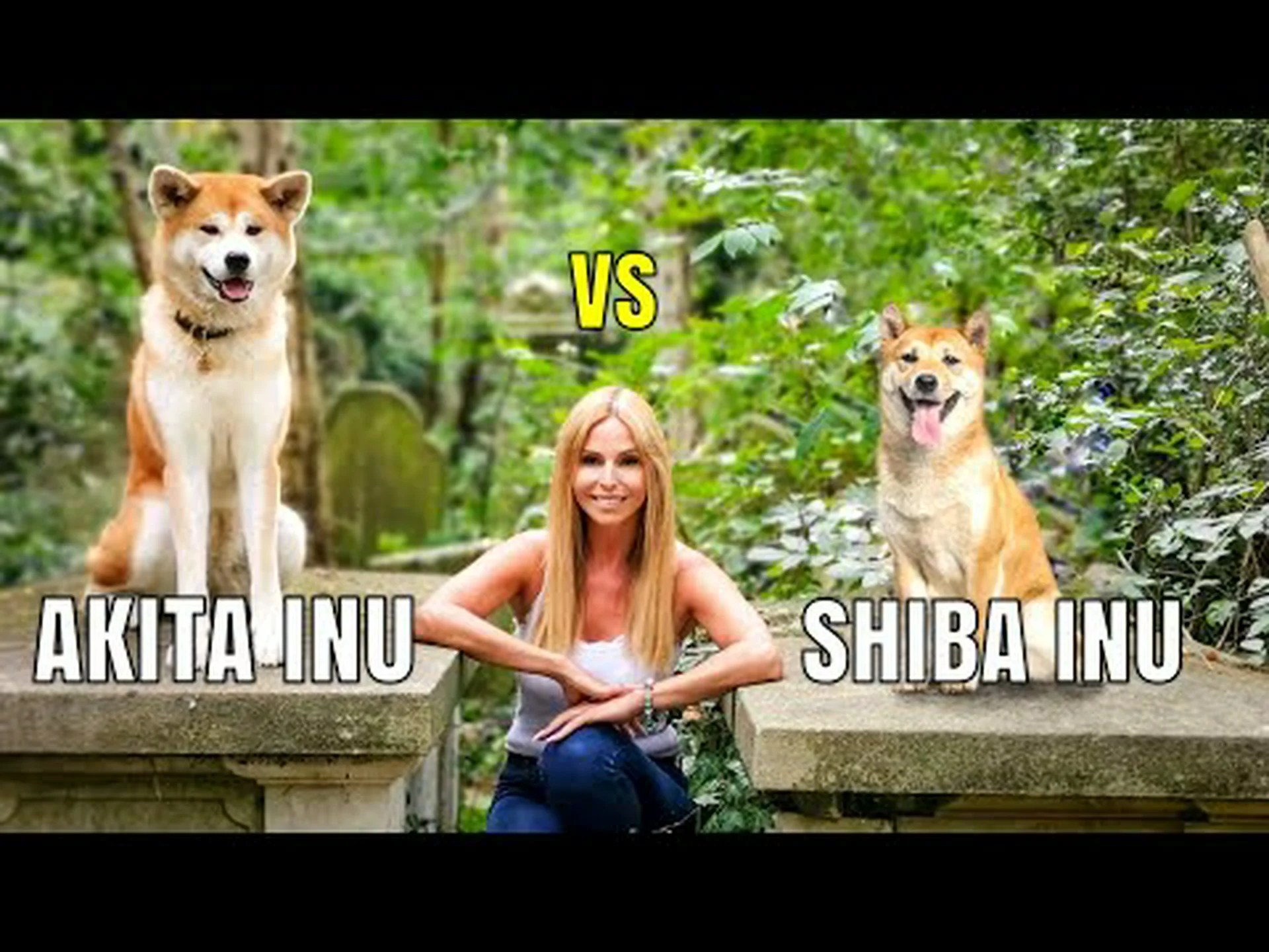 秋田犬と柴犬の違いは何ですか? 秋田犬と柴犬の違いは何ですか?