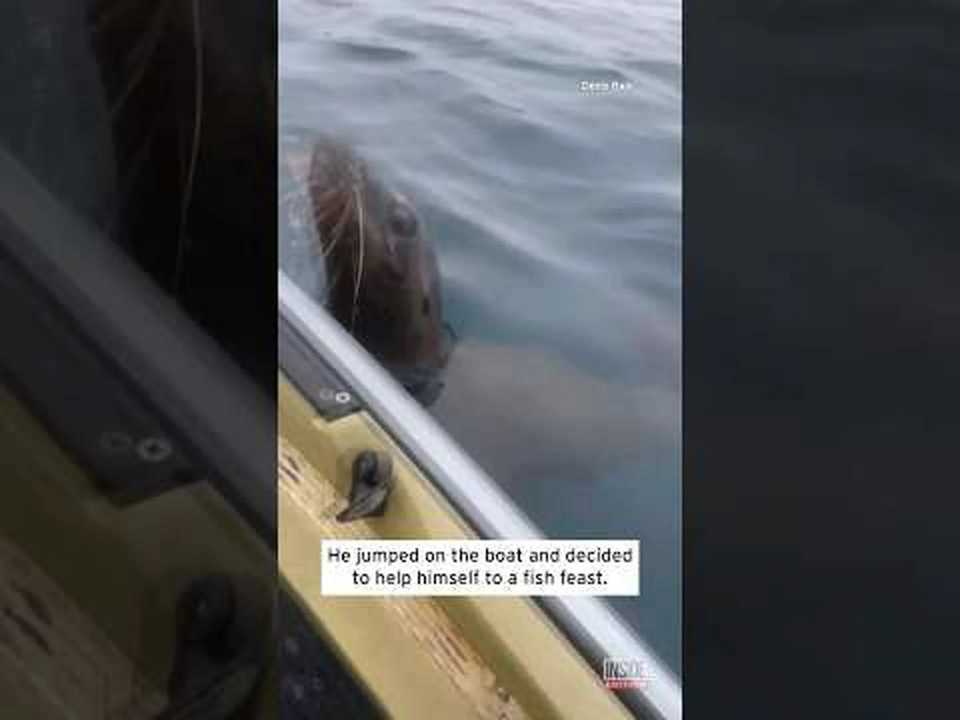 賢いアシカが水から飛び降り、漁師が獲ったモンスターを盗む 賢いアシカが水から飛び降り、漁師が獲ったモンスターを盗む