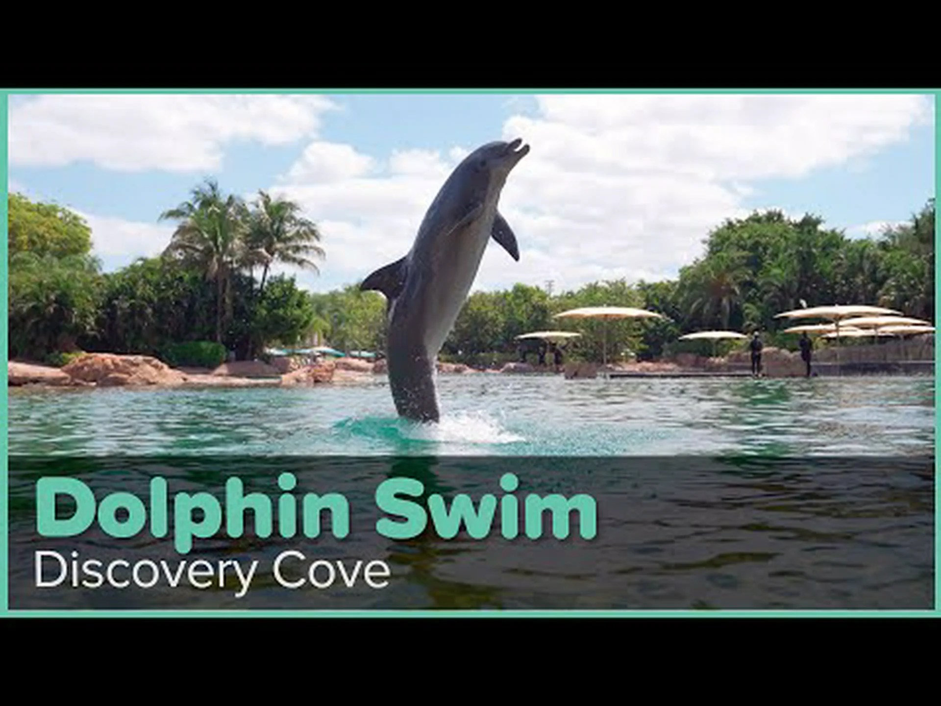 オーランドのシー ワールド ディスカバリー コーブで 5 匹の動物と一緒に泳ぐ オーランドのシー ワールド ディスカバリー コーブで 5 匹の動物と一緒に泳ぐ